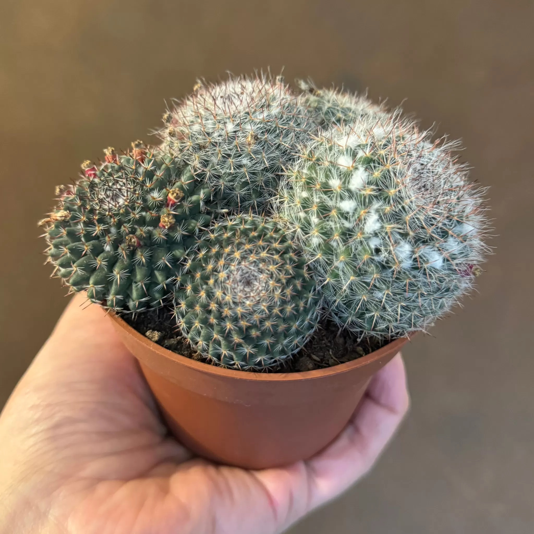 grow urban Mammillaria Hahniana- Easy Care | Succulents & Cacti