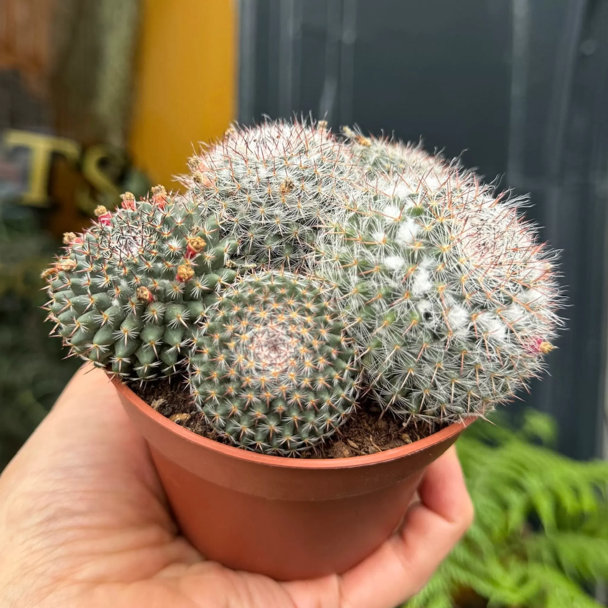 grow urban Mammillaria Hahniana- Easy Care | Succulents & Cacti