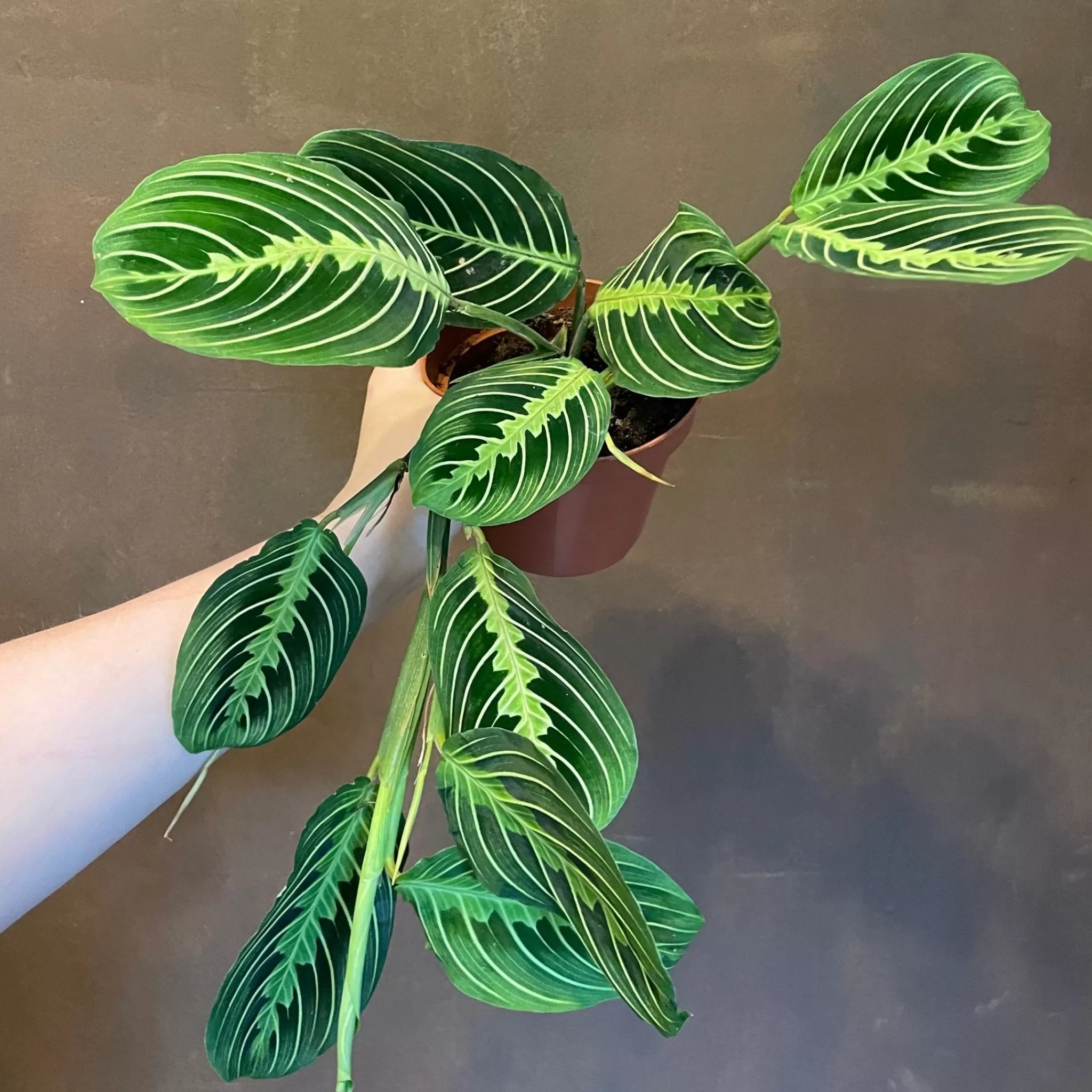 grow urban Maranta 'Lemon Lime'- Rarely Seen | Pet Friendly