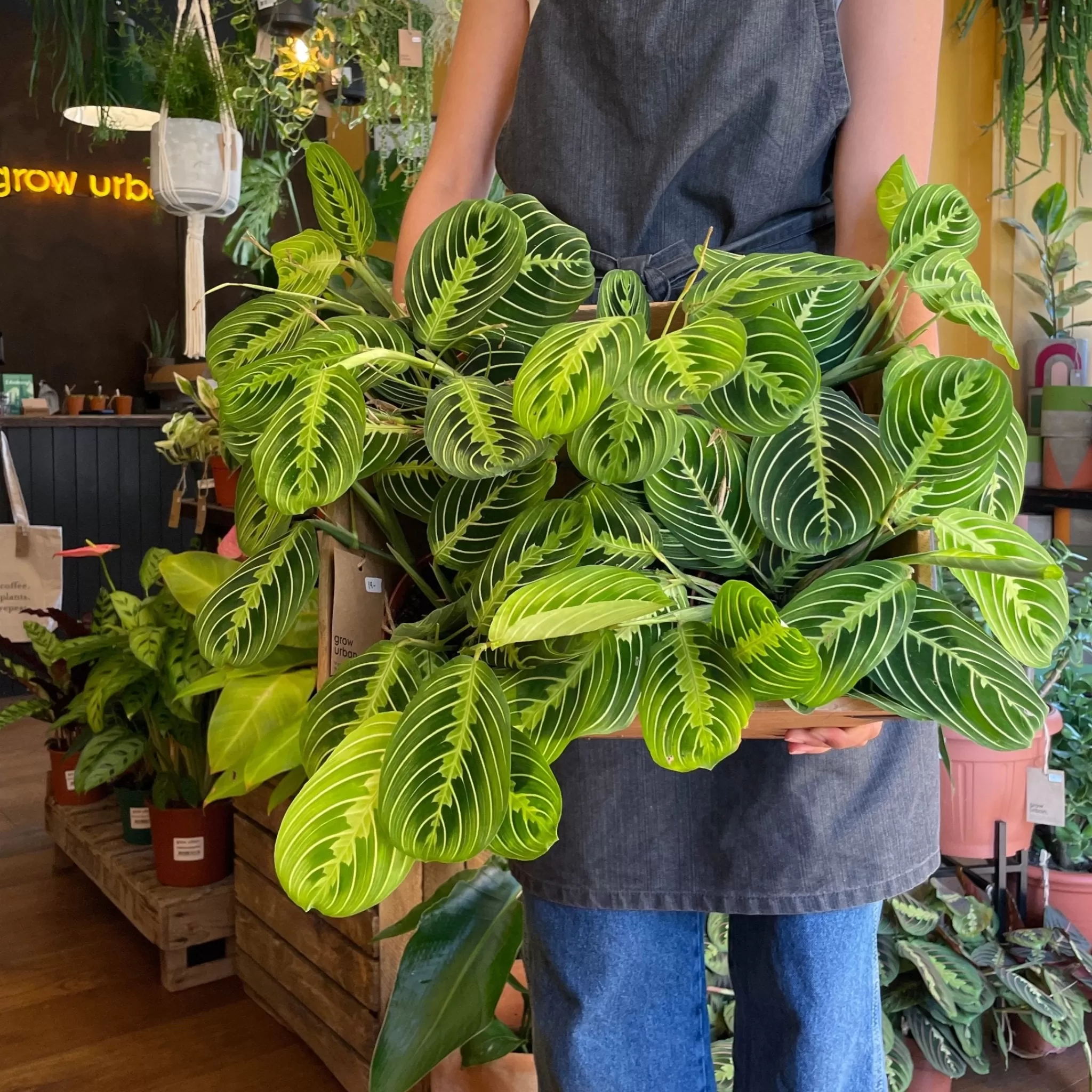 grow urban Maranta 'Lemon Lime'- Rarely Seen | Pet Friendly