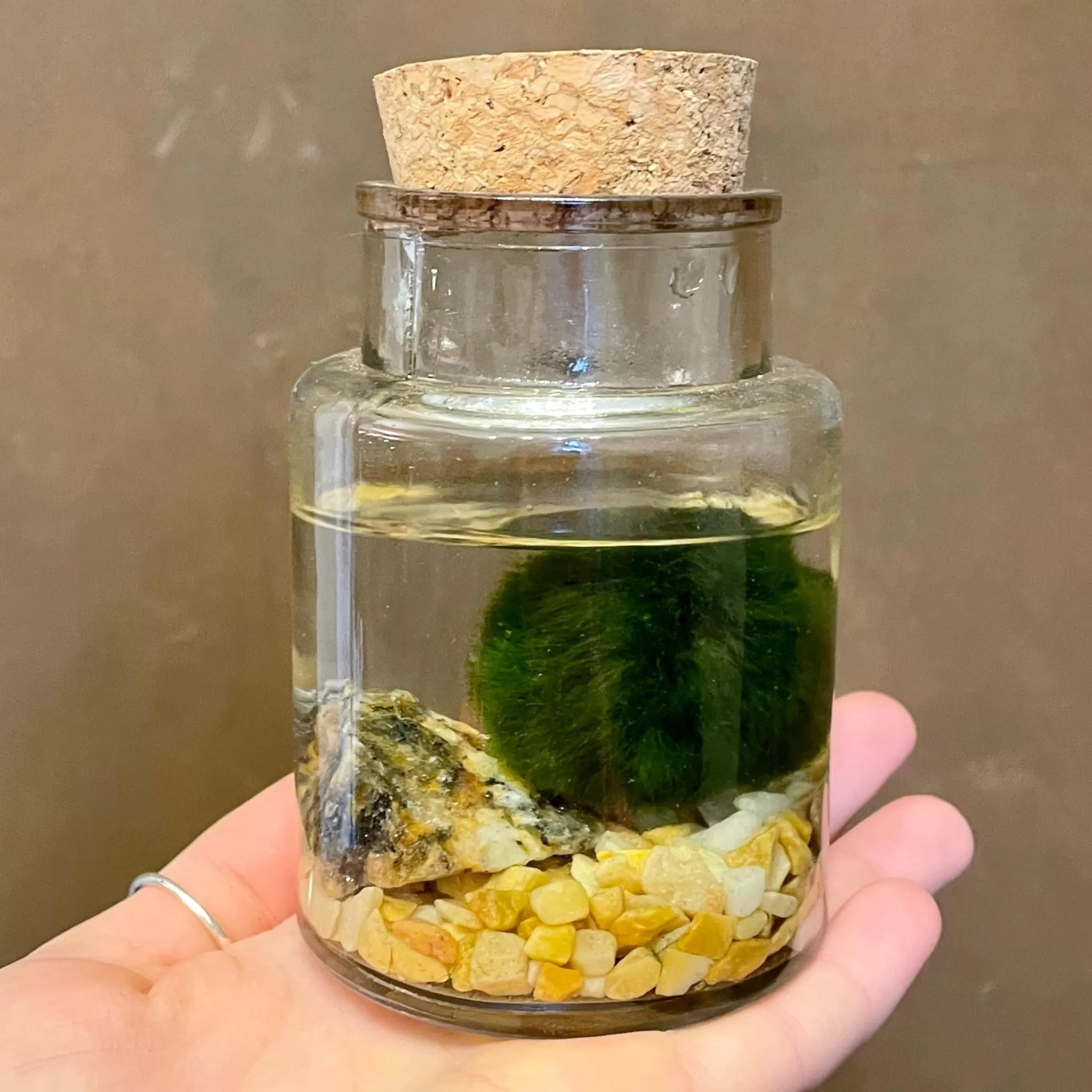 grow urban Marimo In Glass Jar- Gift Ideas | Gift Ideas