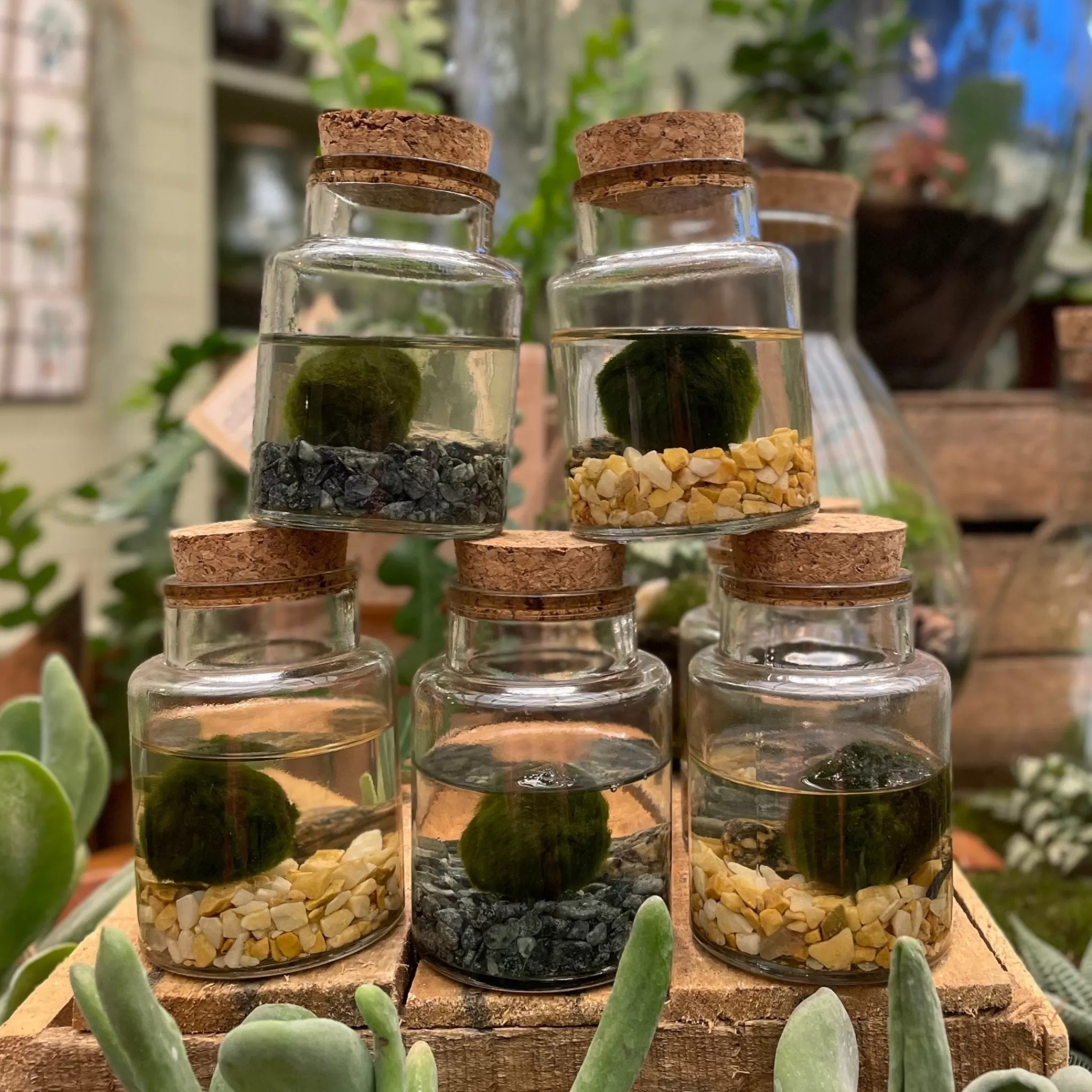 grow urban Marimo In Glass Jar- Gift Ideas | Gift Ideas