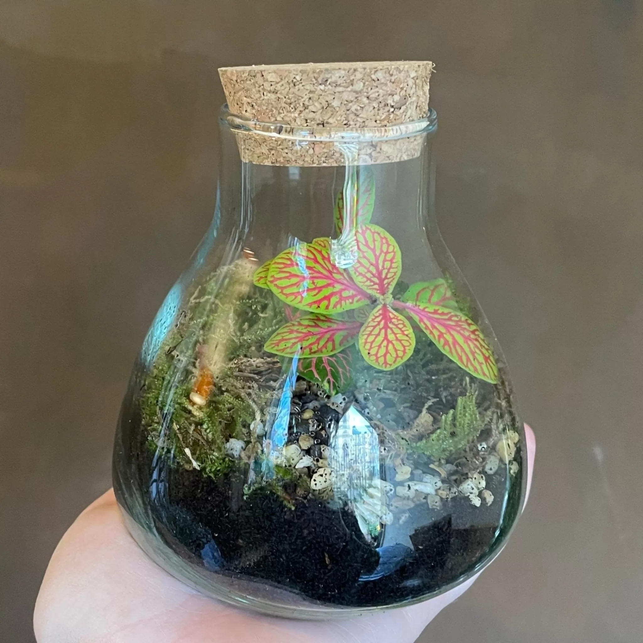 grow urban Mini Flask Terrarium- Gift Ideas | Gift Ideas