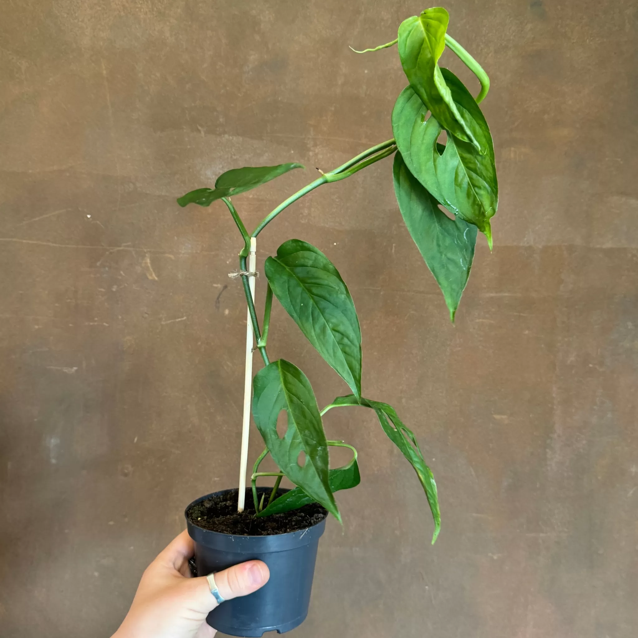 grow urban Monstera Acuminata- Monstera