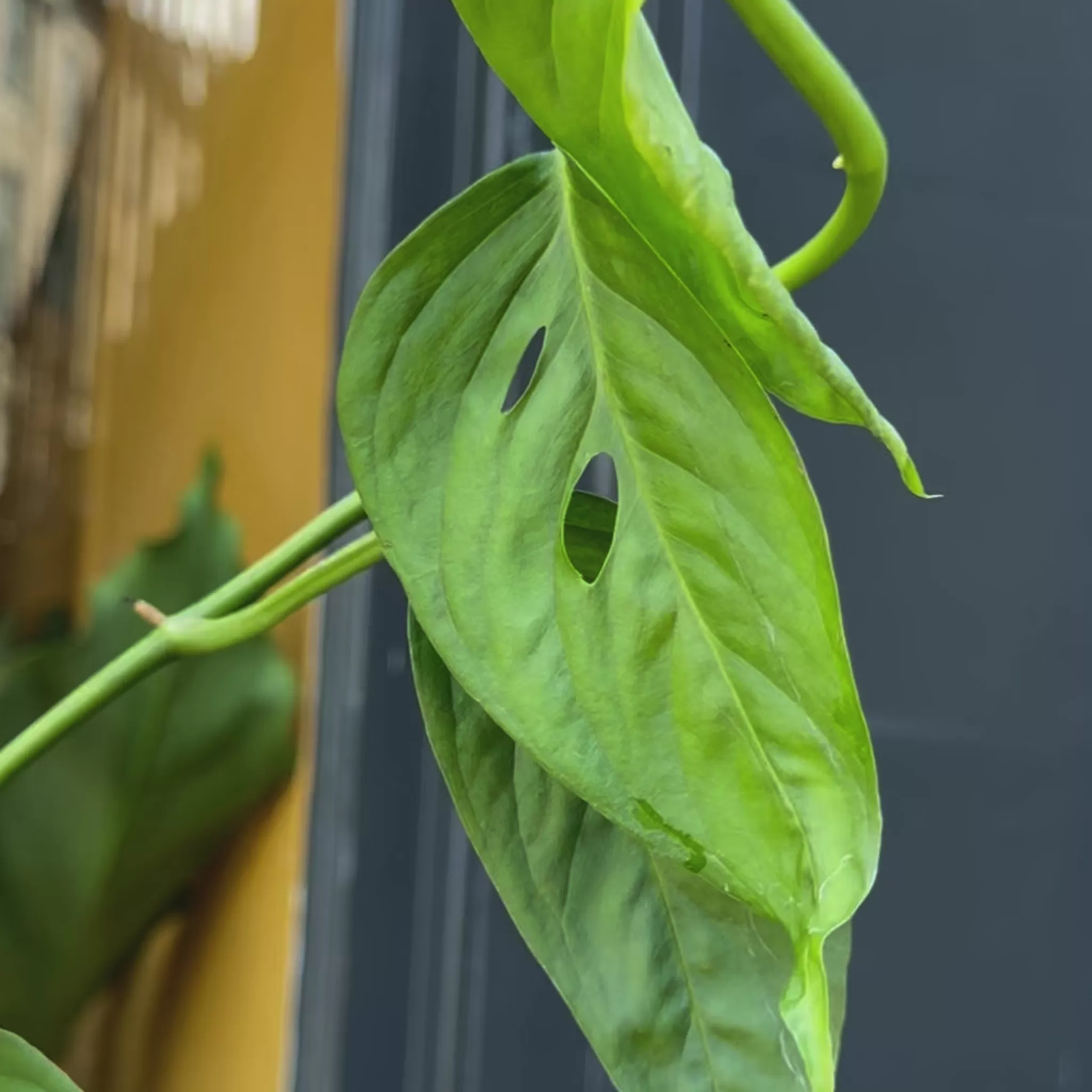 grow urban Monstera Acuminata- Monstera