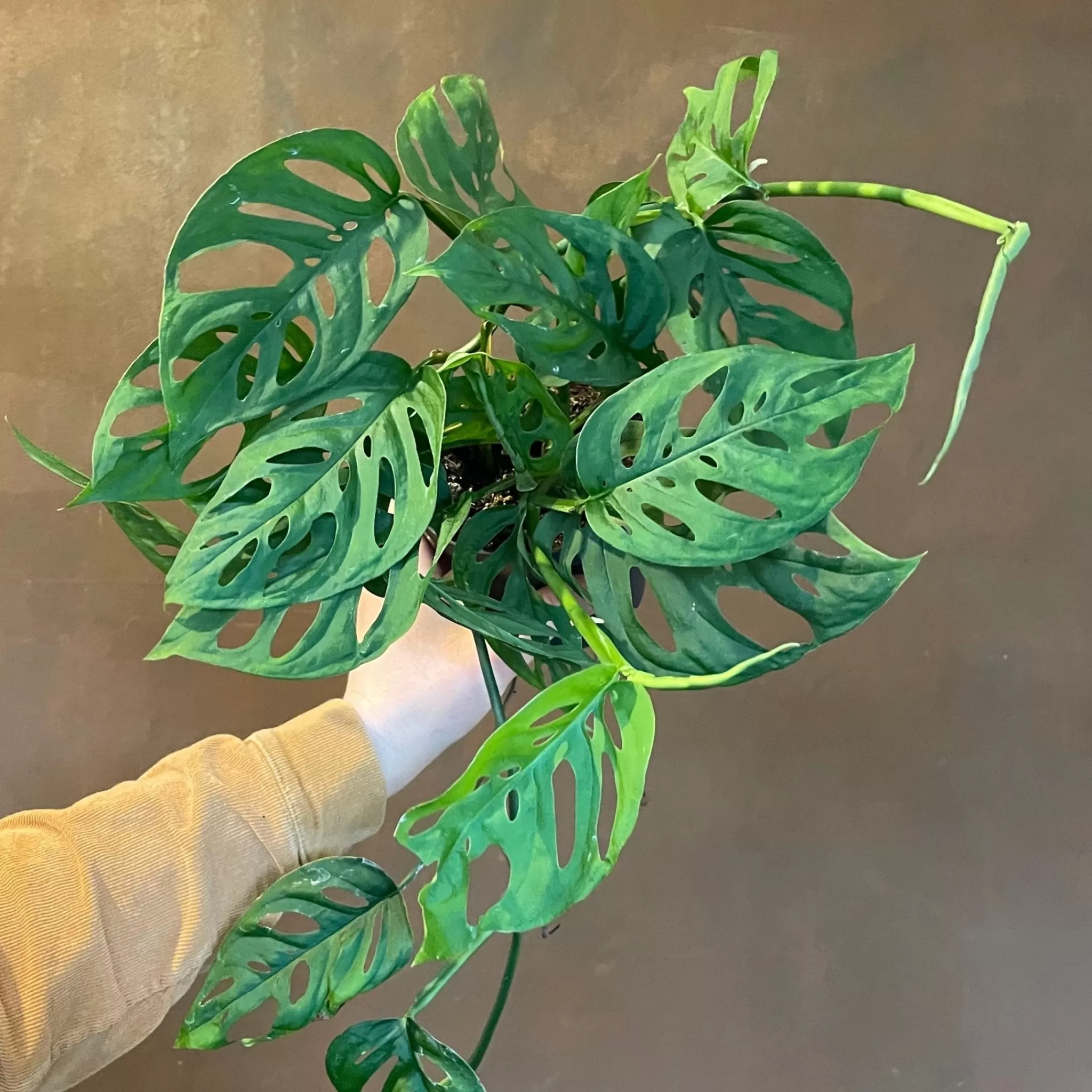 grow urban Monstera Adansonii- Monstera