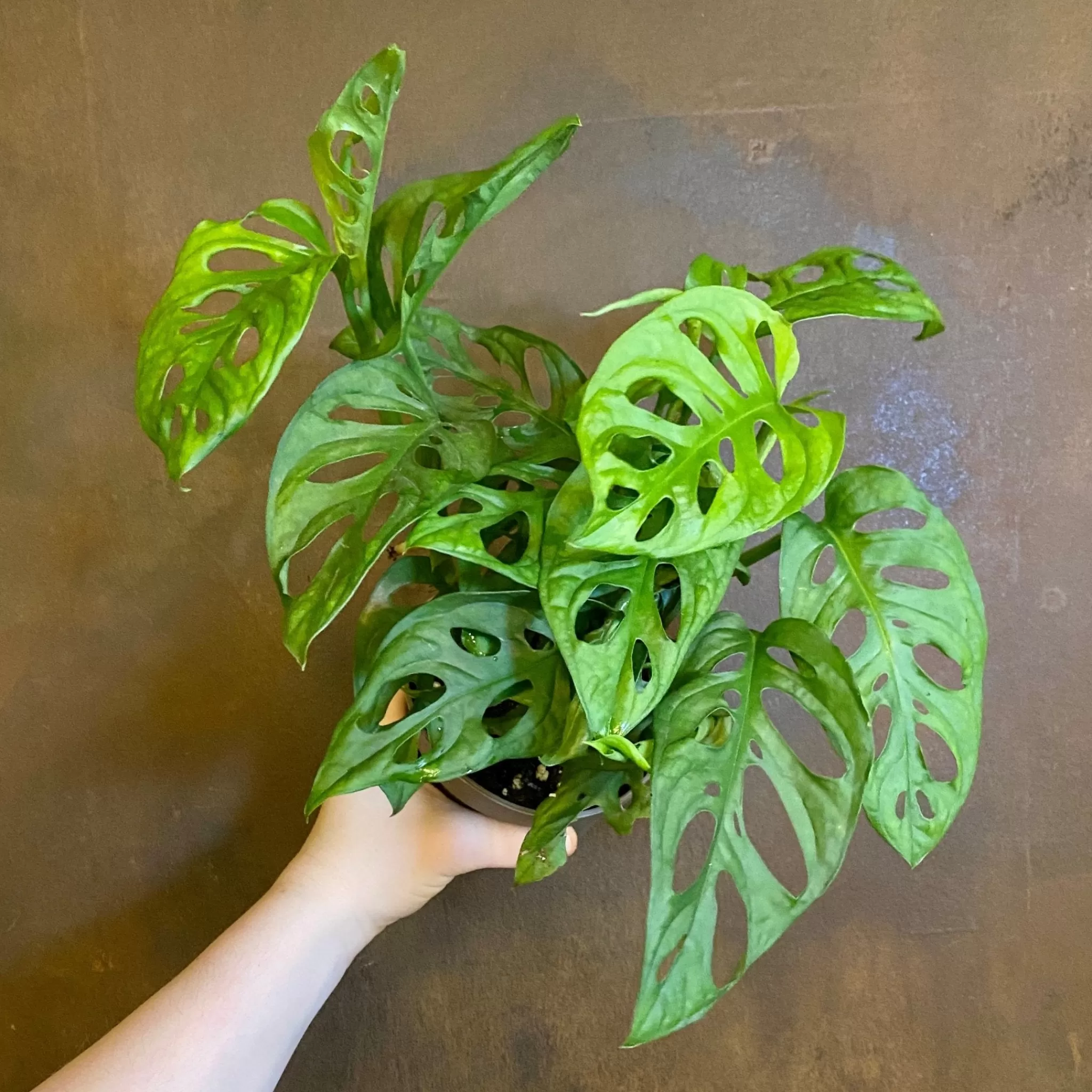 grow urban Monstera Adansonii- Monstera