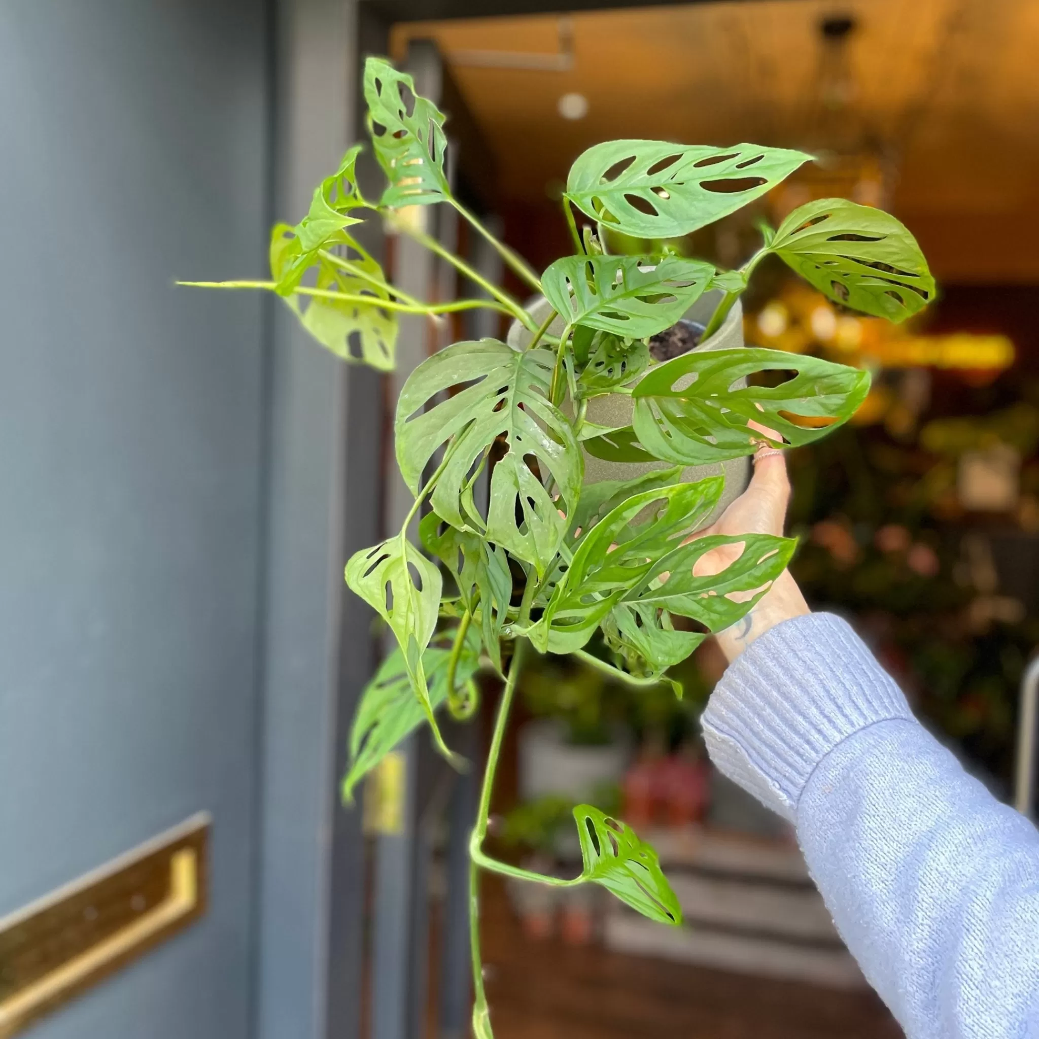 grow urban Monstera Adansonii- Monstera