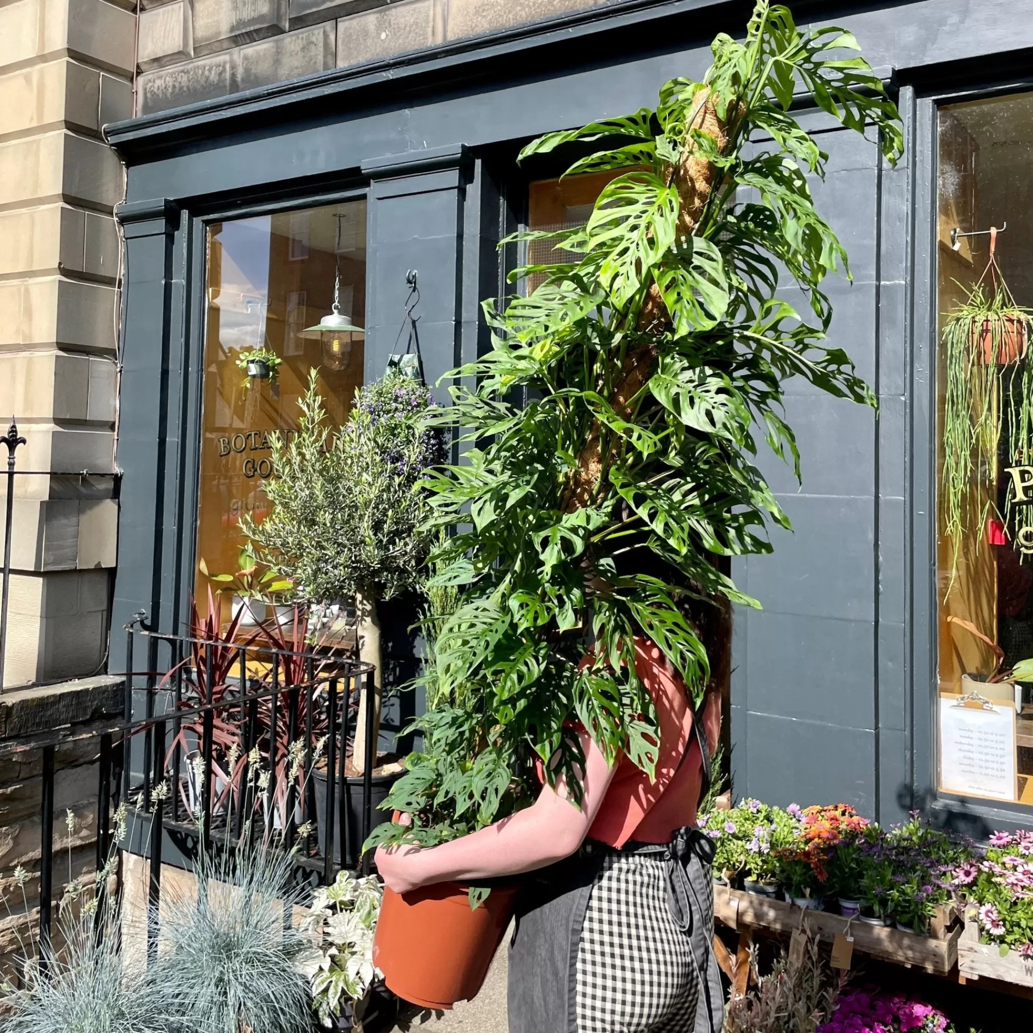 grow urban Monstera Adansonii (170cm)- Monstera | Shade Tolerant
