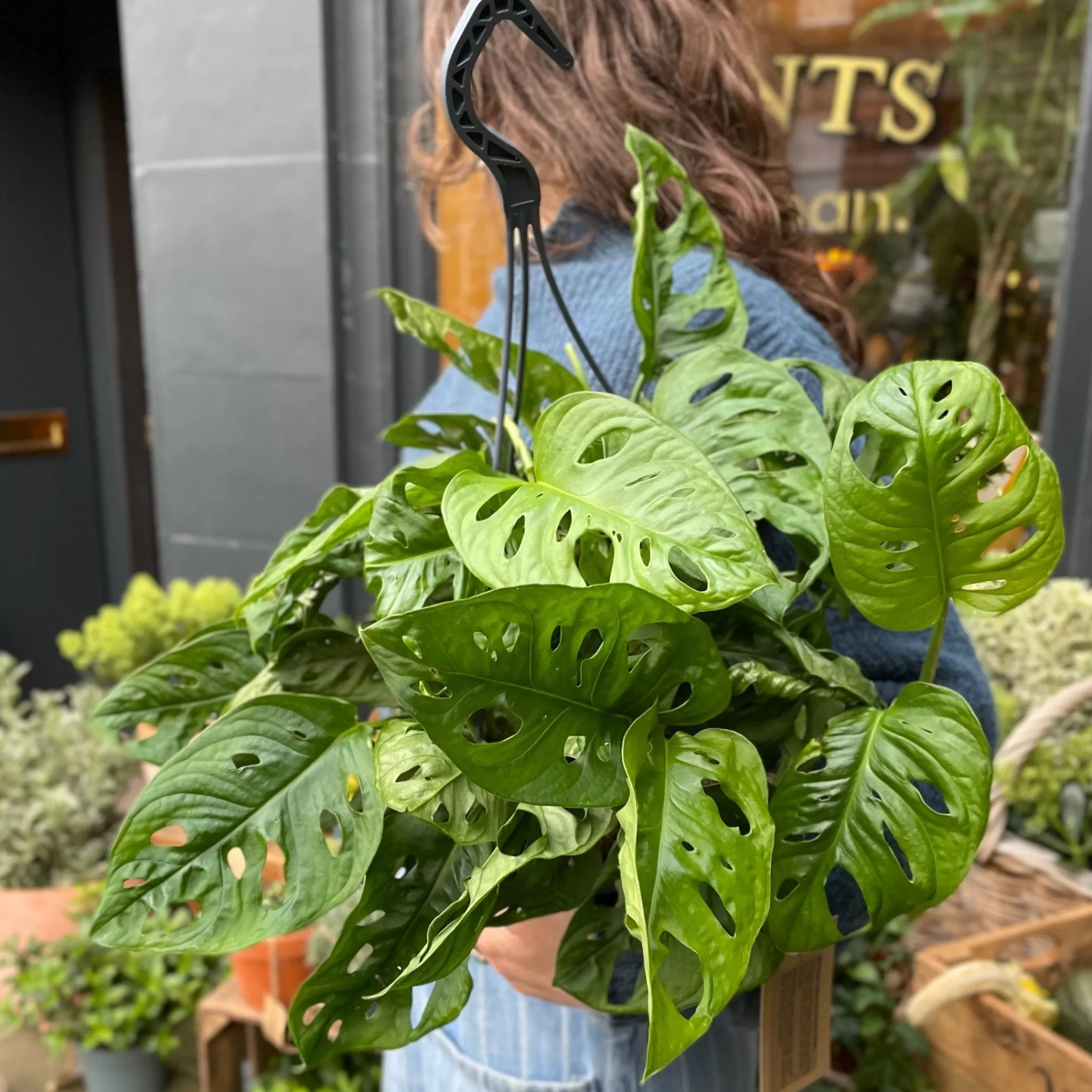 grow urban Monstera Adansonii (23cm Hangpot)- Monstera