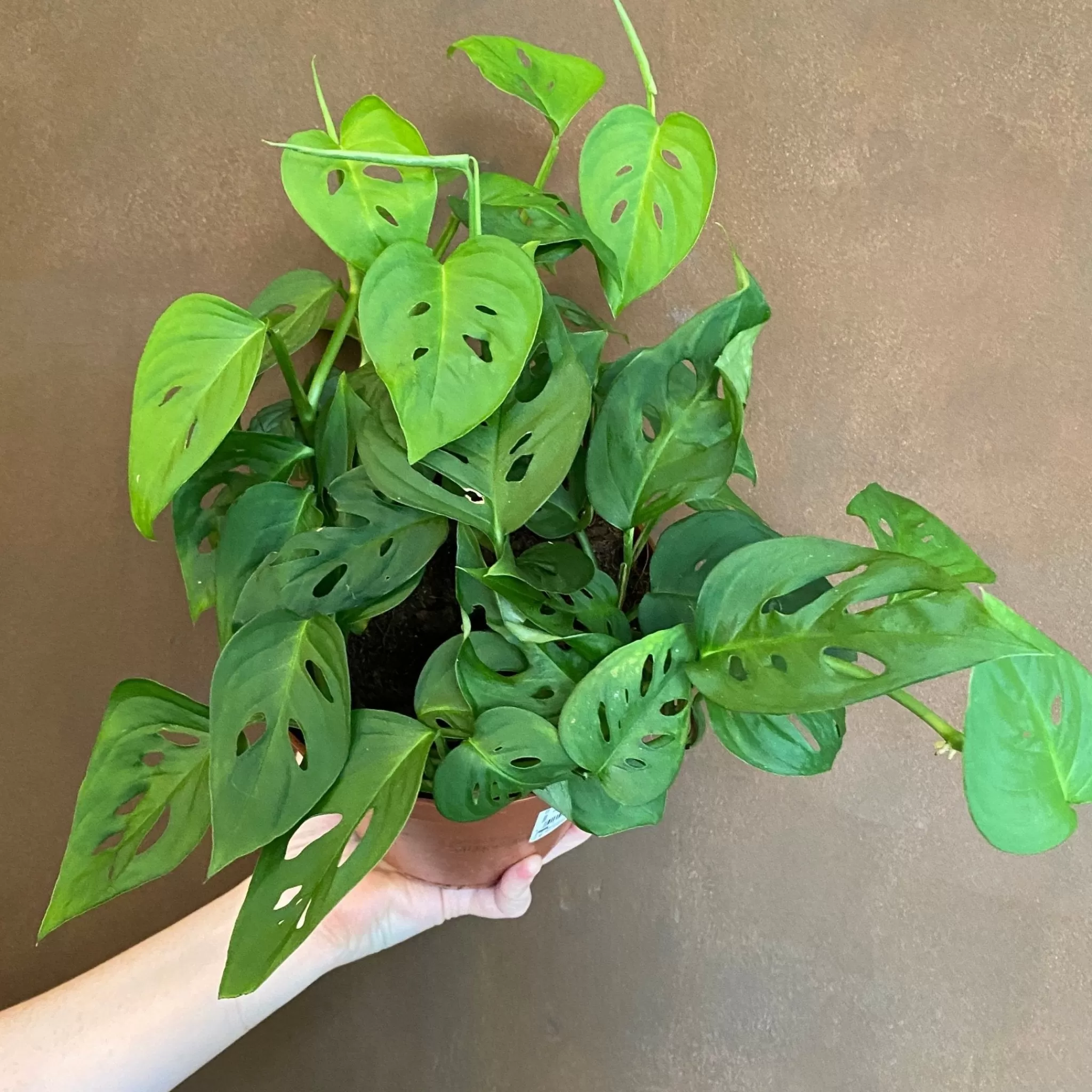 grow urban Monstera Adansonii (15cm Pot)- Monstera
