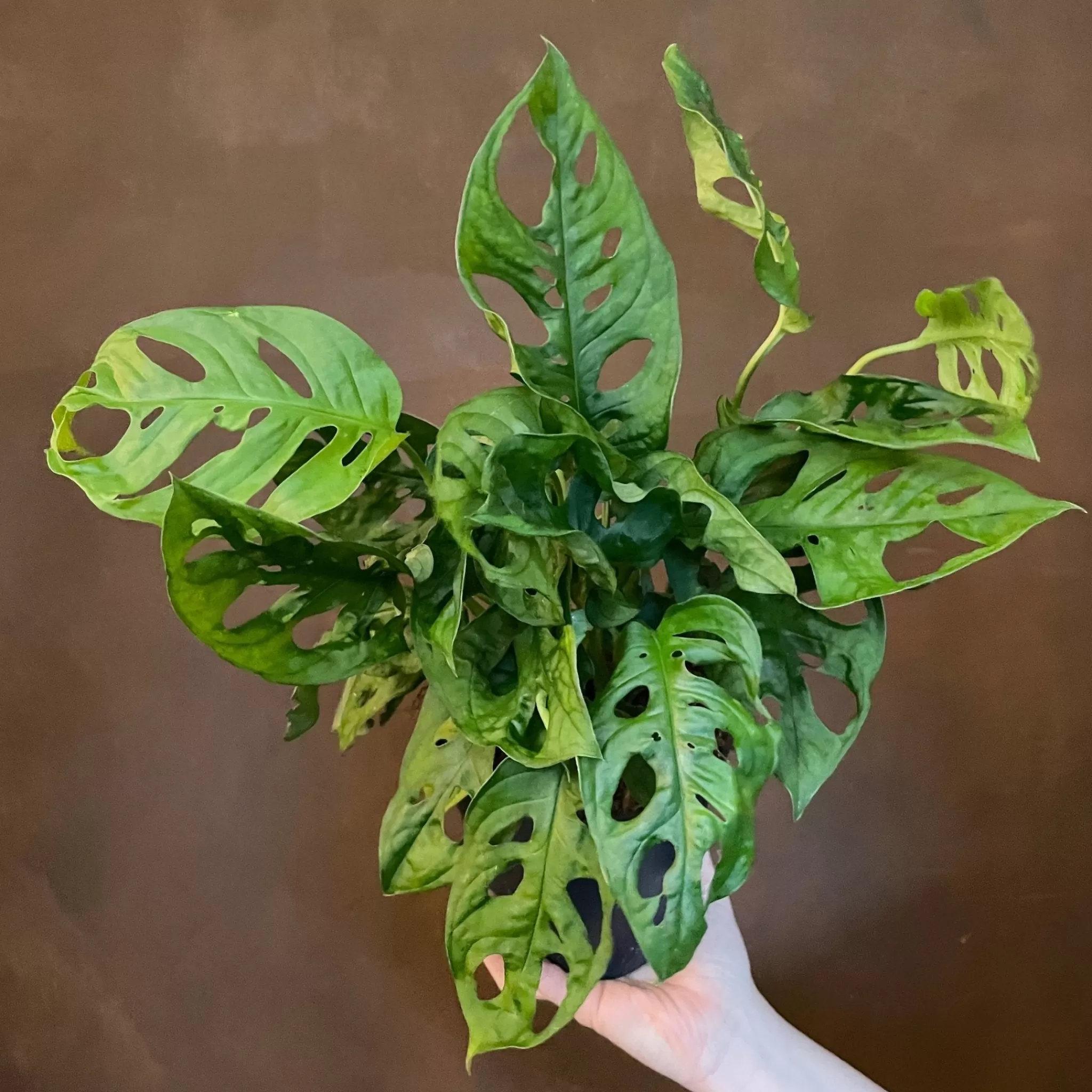 grow urban Monstera Adansonii (14cm Pot)- Monstera