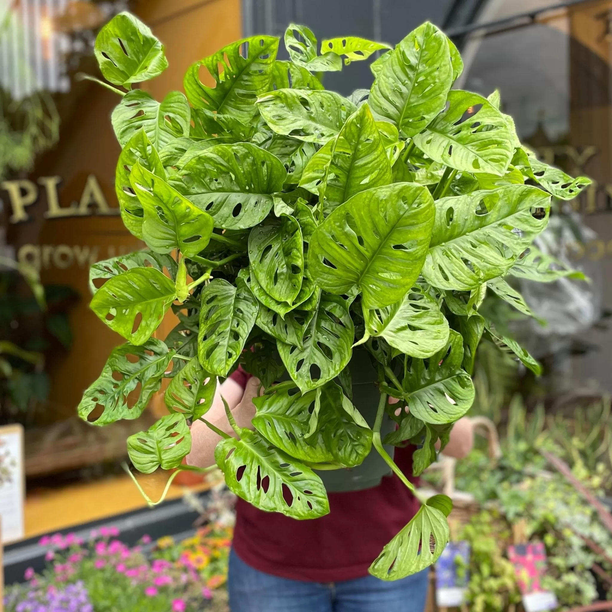 grow urban Monstera Adansonii (27cm Pot)- Monstera