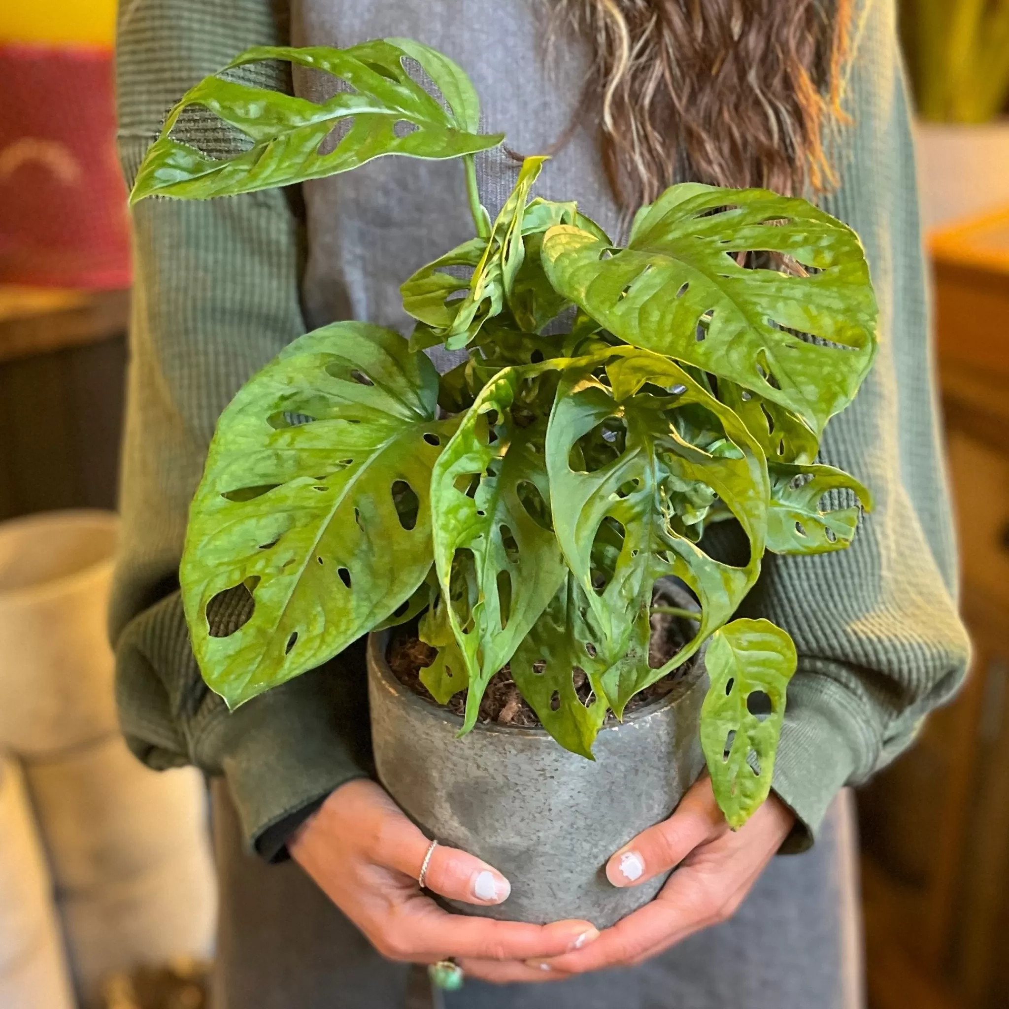 grow urban Monstera Adansonii (14cm Pot)- Monstera