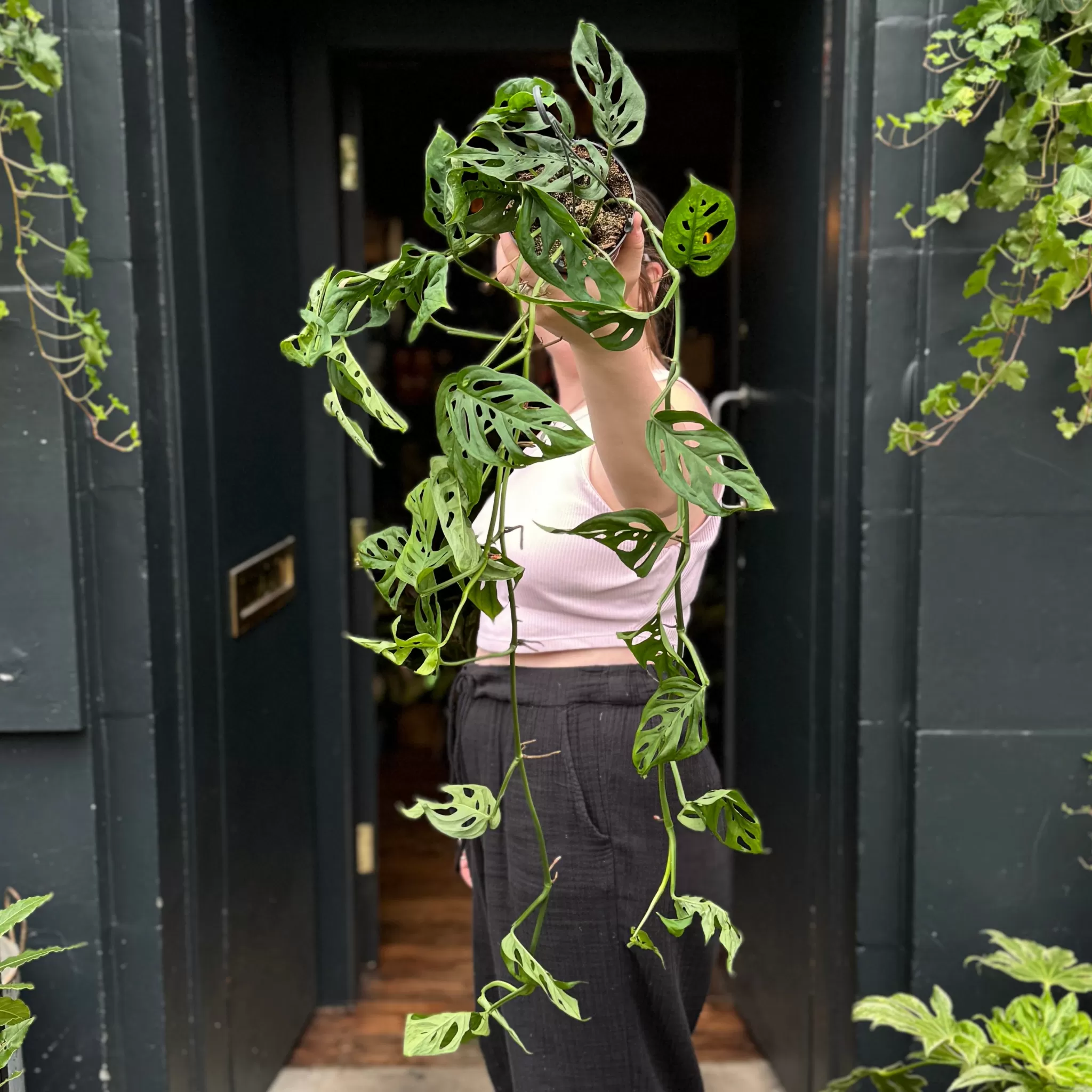 grow urban Monstera Adansonii (hangpot)- Monstera