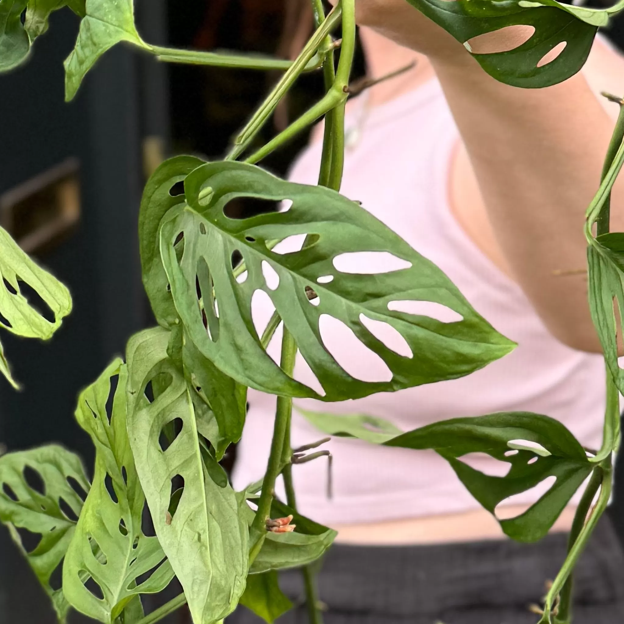grow urban Monstera Adansonii (hangpot)- Monstera