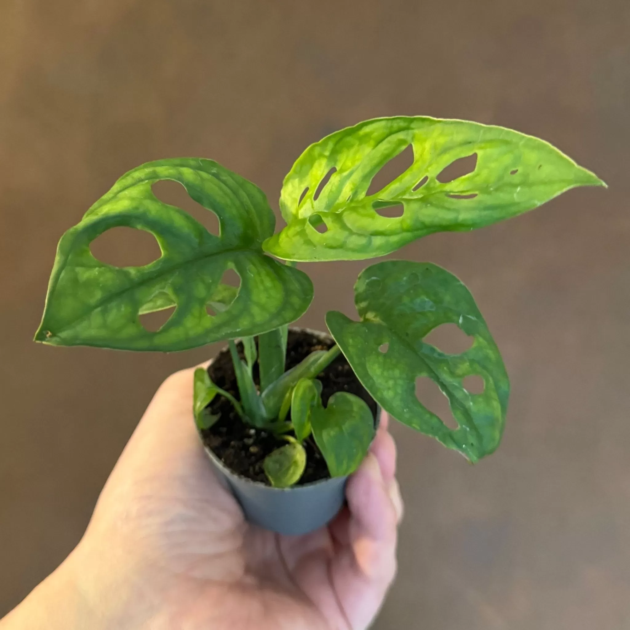 grow urban Monstera Adansonii (mini)- Monstera