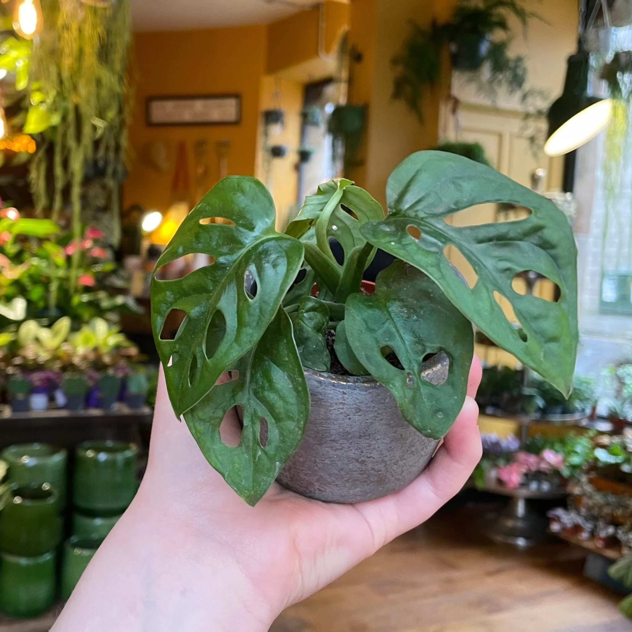 grow urban Monstera Adansonii (mini)- Monstera
