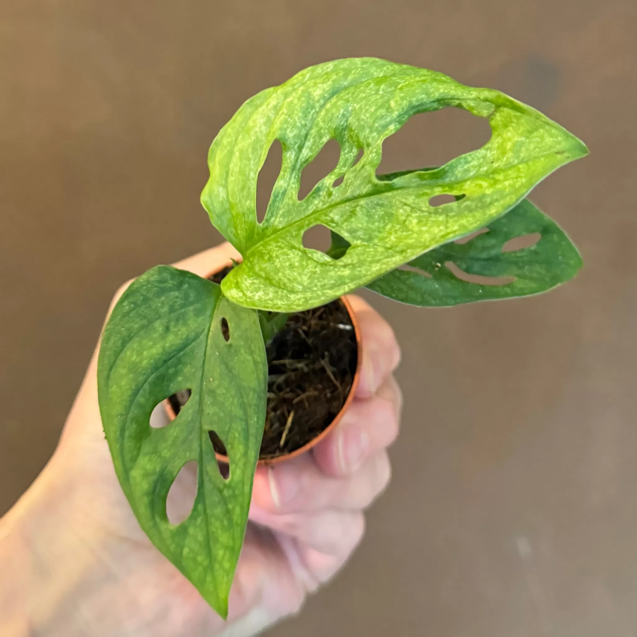 grow urban Monstera Adansonii 'Mint'- Terrarium Plants | Monstera