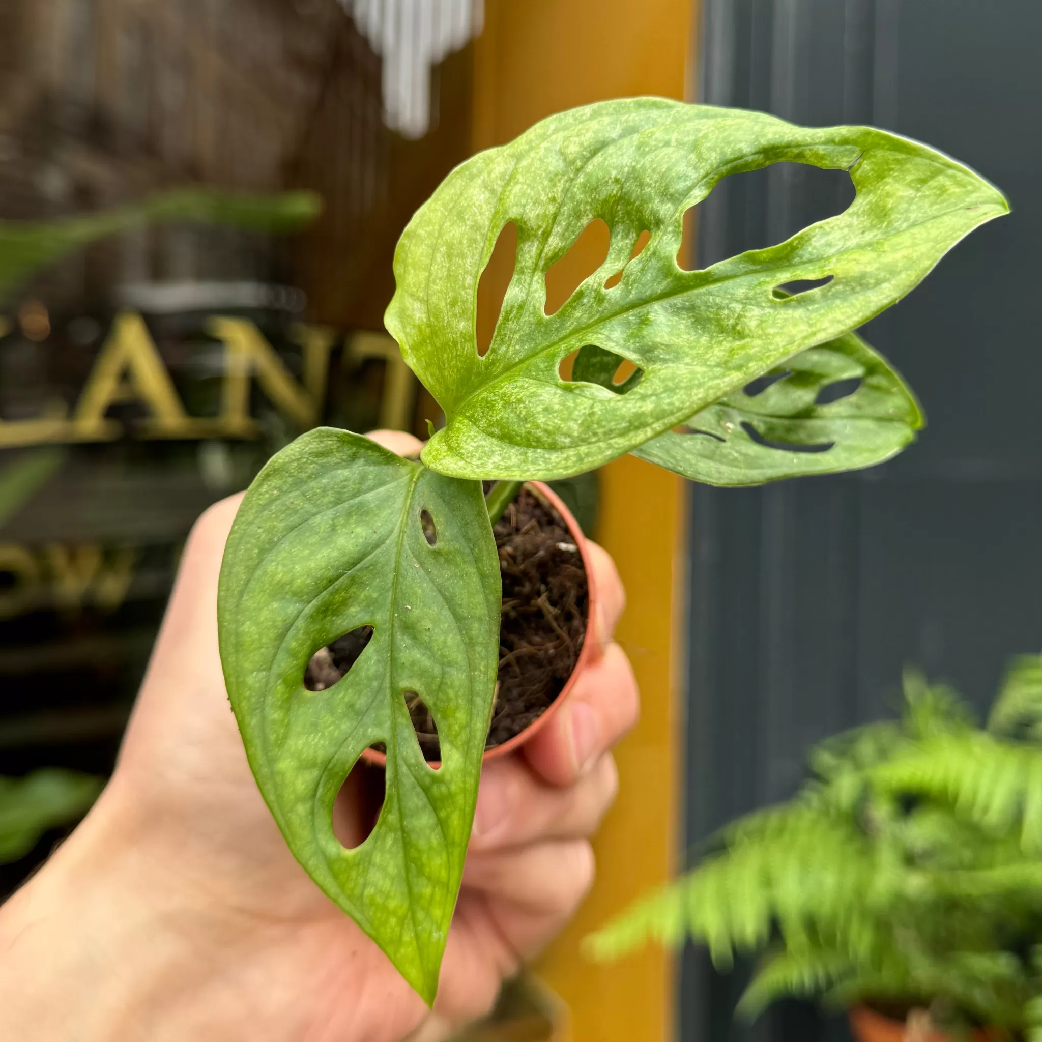 grow urban Monstera Adansonii 'Mint'- Terrarium Plants | Monstera