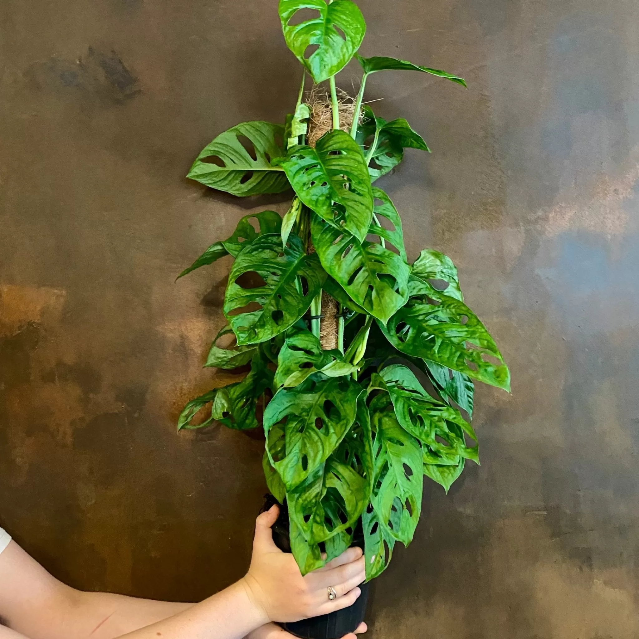 grow urban Monstera Adansonii (moss Pole)- Monstera
