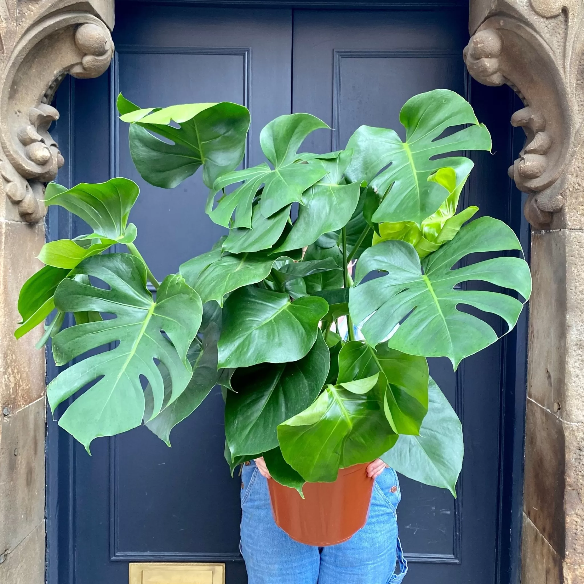 grow urban Monstera Deliciosa- Monstera