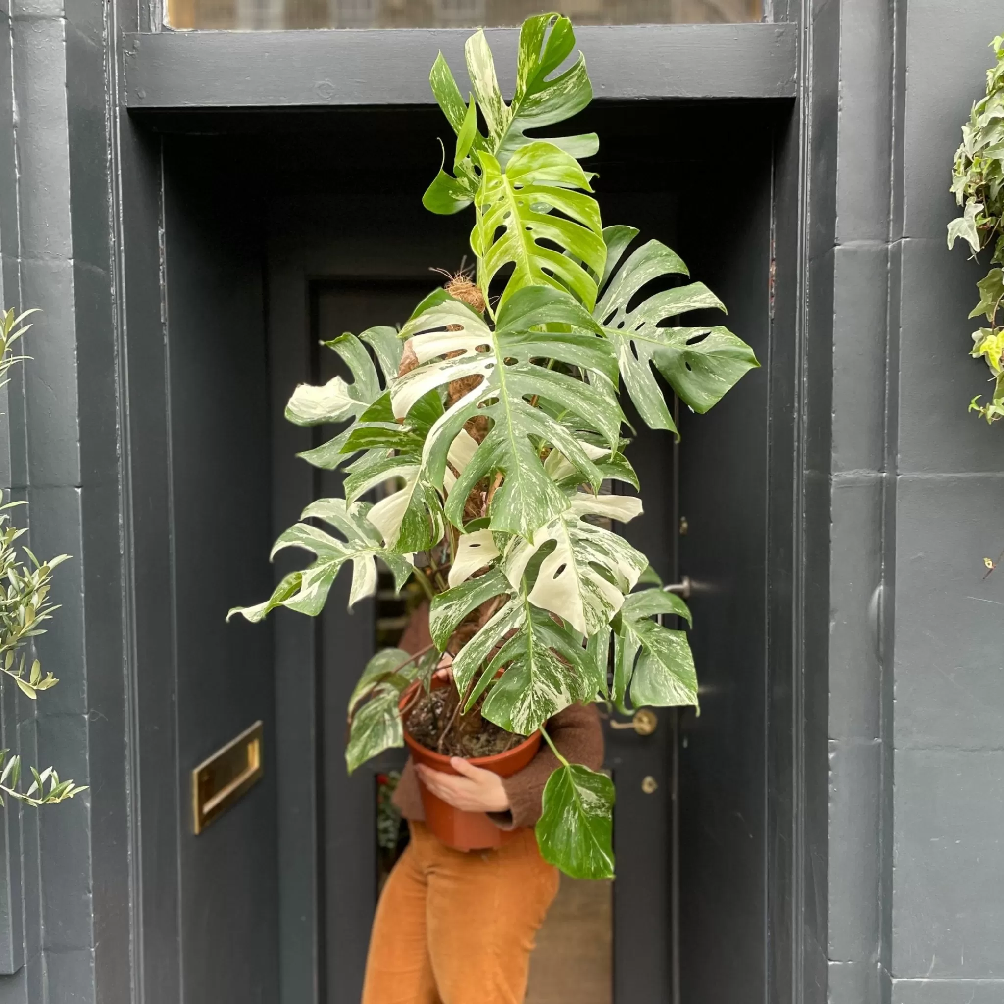 grow urban Monstera Deliciosa ‘Albo Variegata’- Monstera