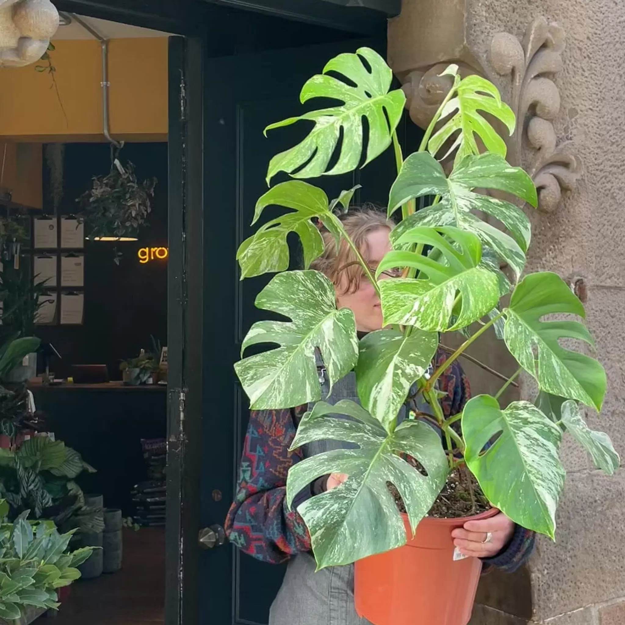 grow urban Monstera Deliciosa ‘Albo Variegata’- Monstera