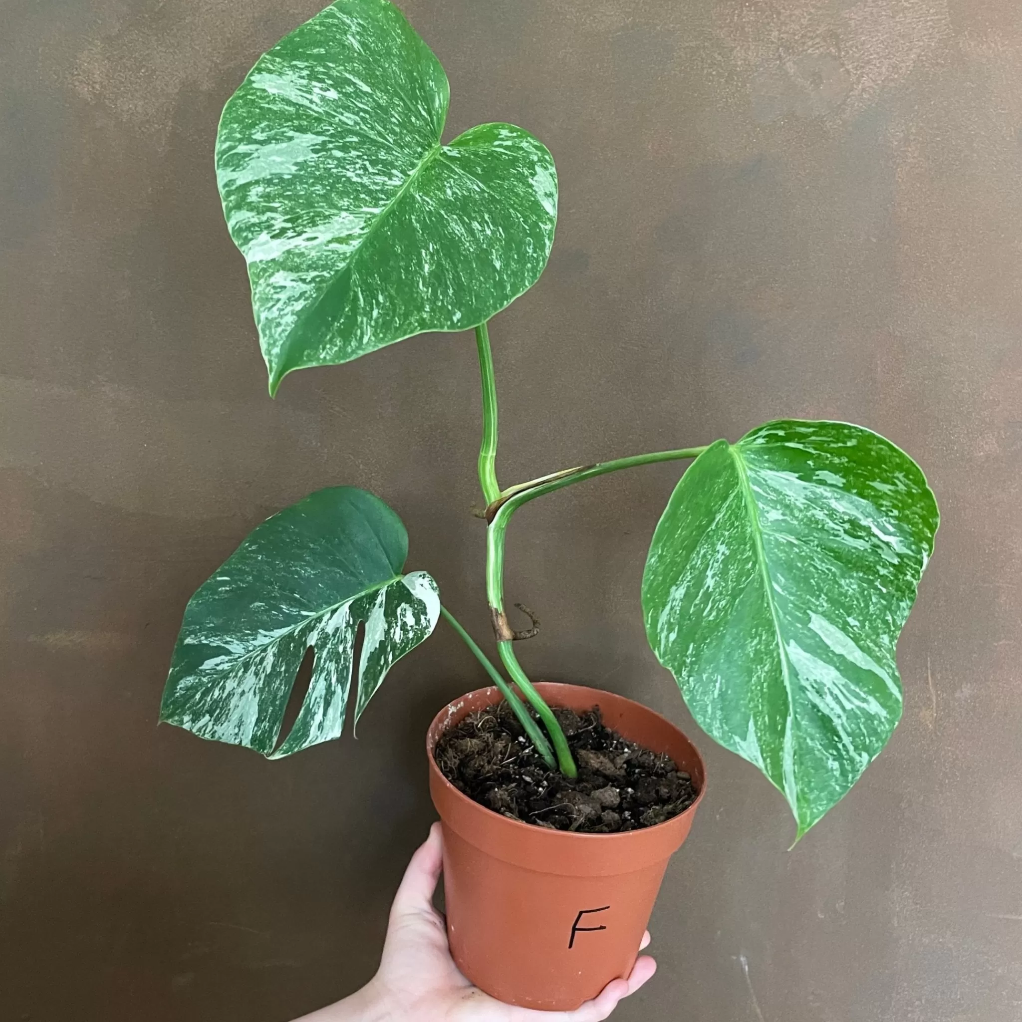 grow urban Monstera Deliciosa ‘Albo Variegata’- Monstera