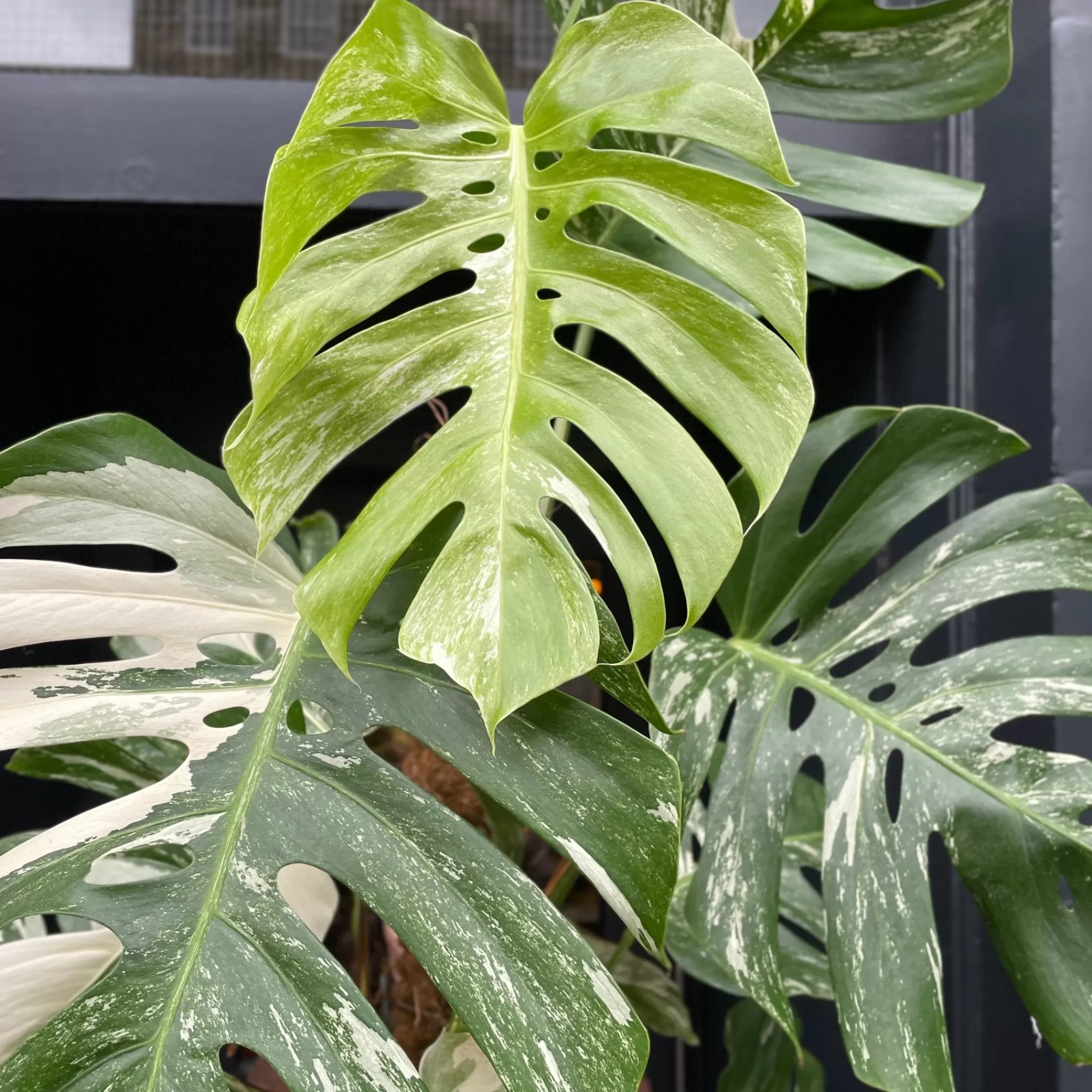 grow urban Monstera Deliciosa ‘Albo Variegata’- Monstera