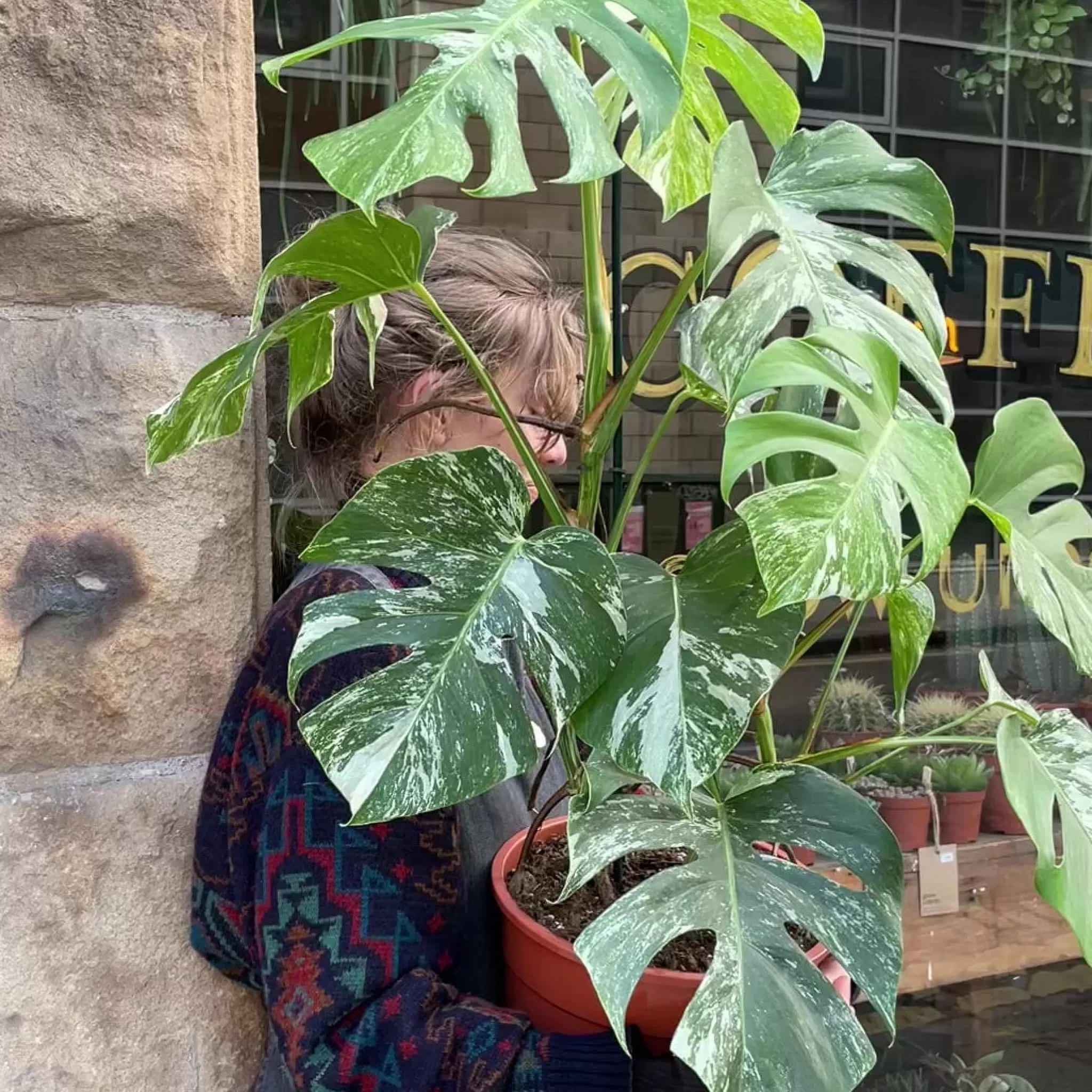 grow urban Monstera Deliciosa ‘Albo Variegata’- Monstera