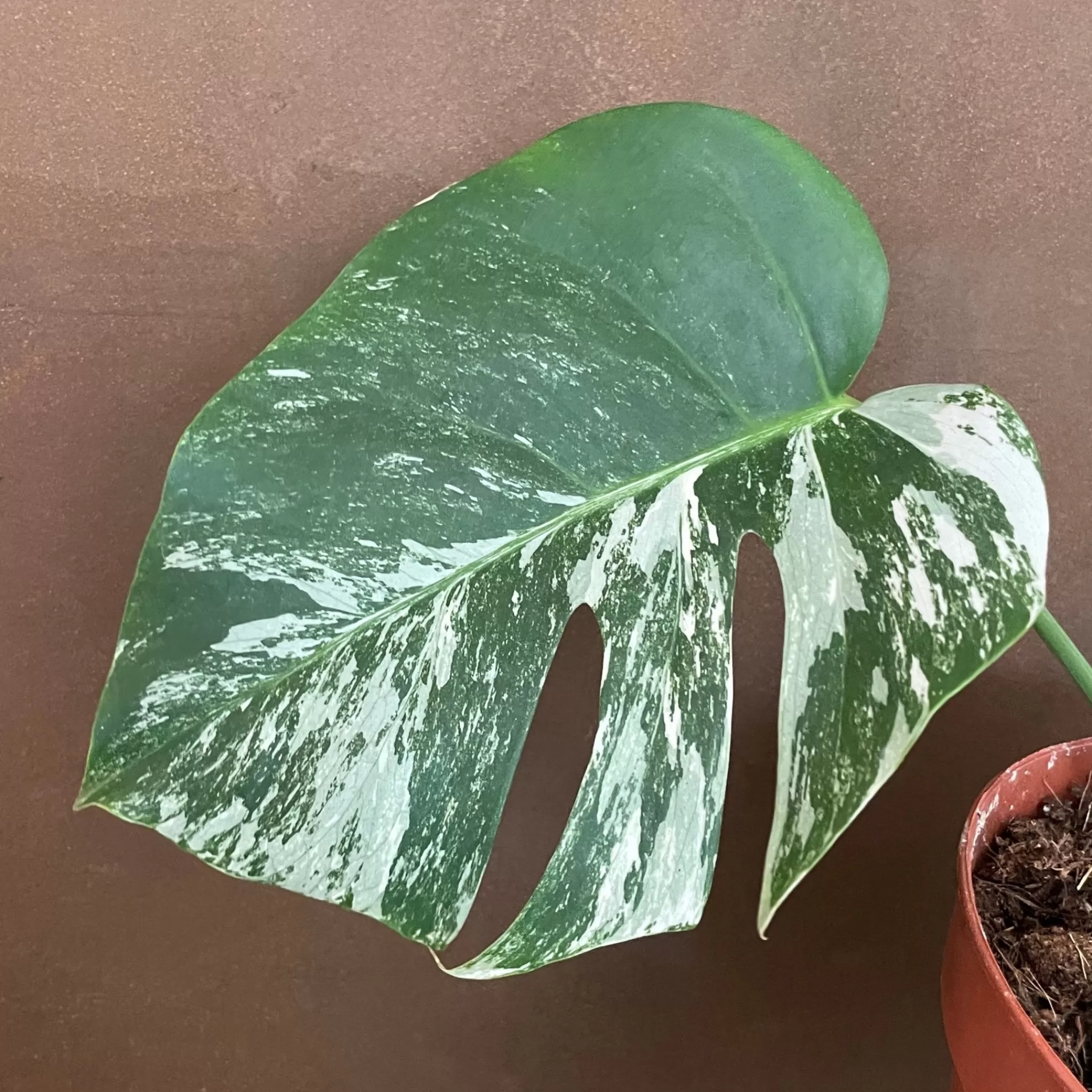 grow urban Monstera Deliciosa ‘Albo Variegata’- Monstera