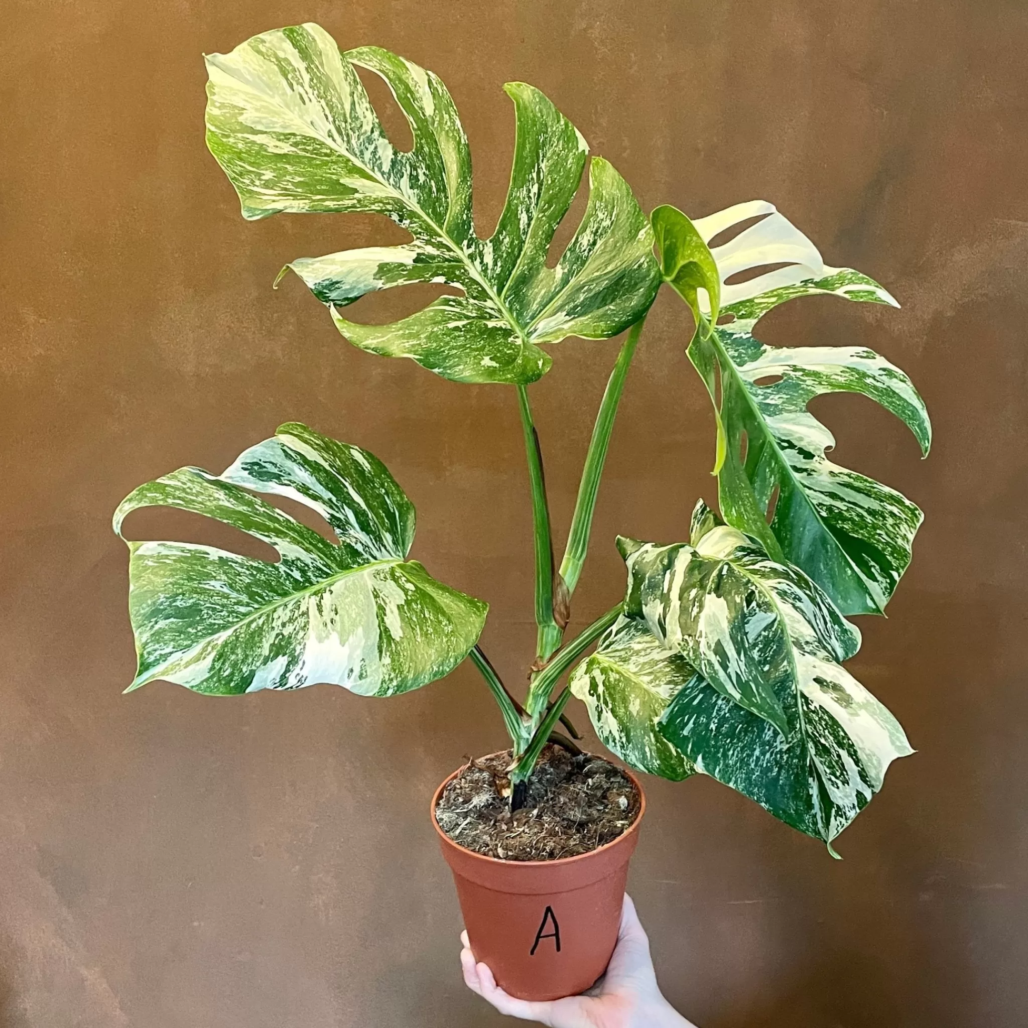 grow urban Monstera Deliciosa ‘Albo Variegata’ (15cm Pot)- Monstera