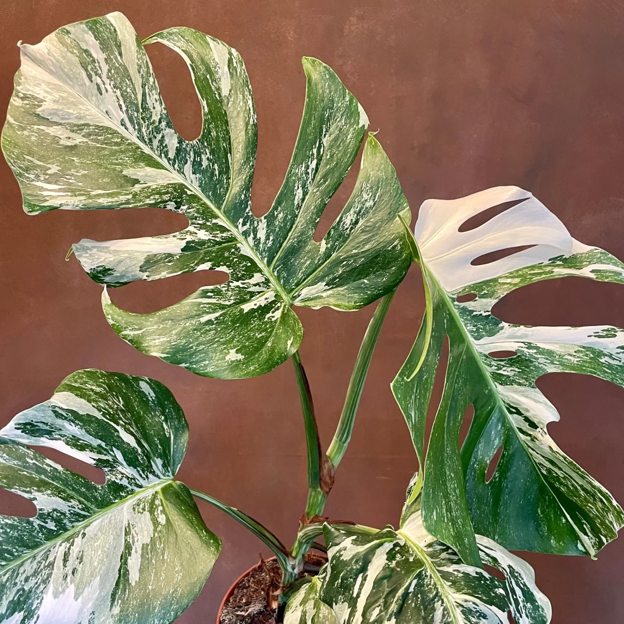 grow urban Monstera Deliciosa ‘Albo Variegata’ (15cm Pot)- Monstera