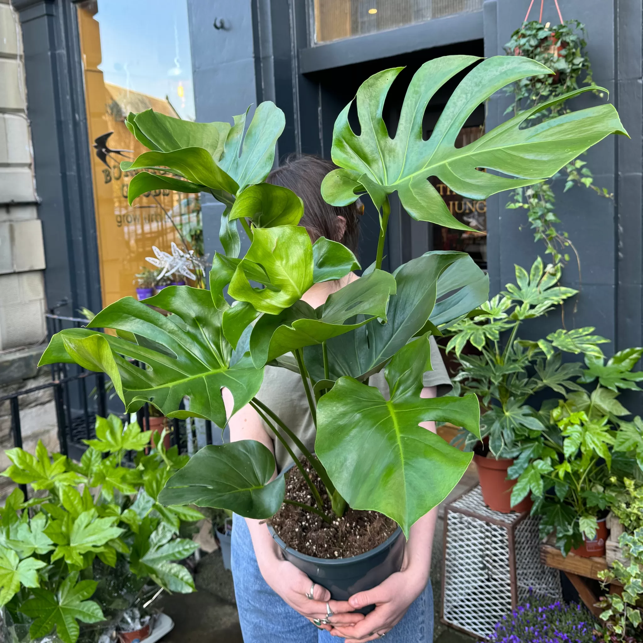 grow urban Monstera Deliciosa (80cm)- Monstera