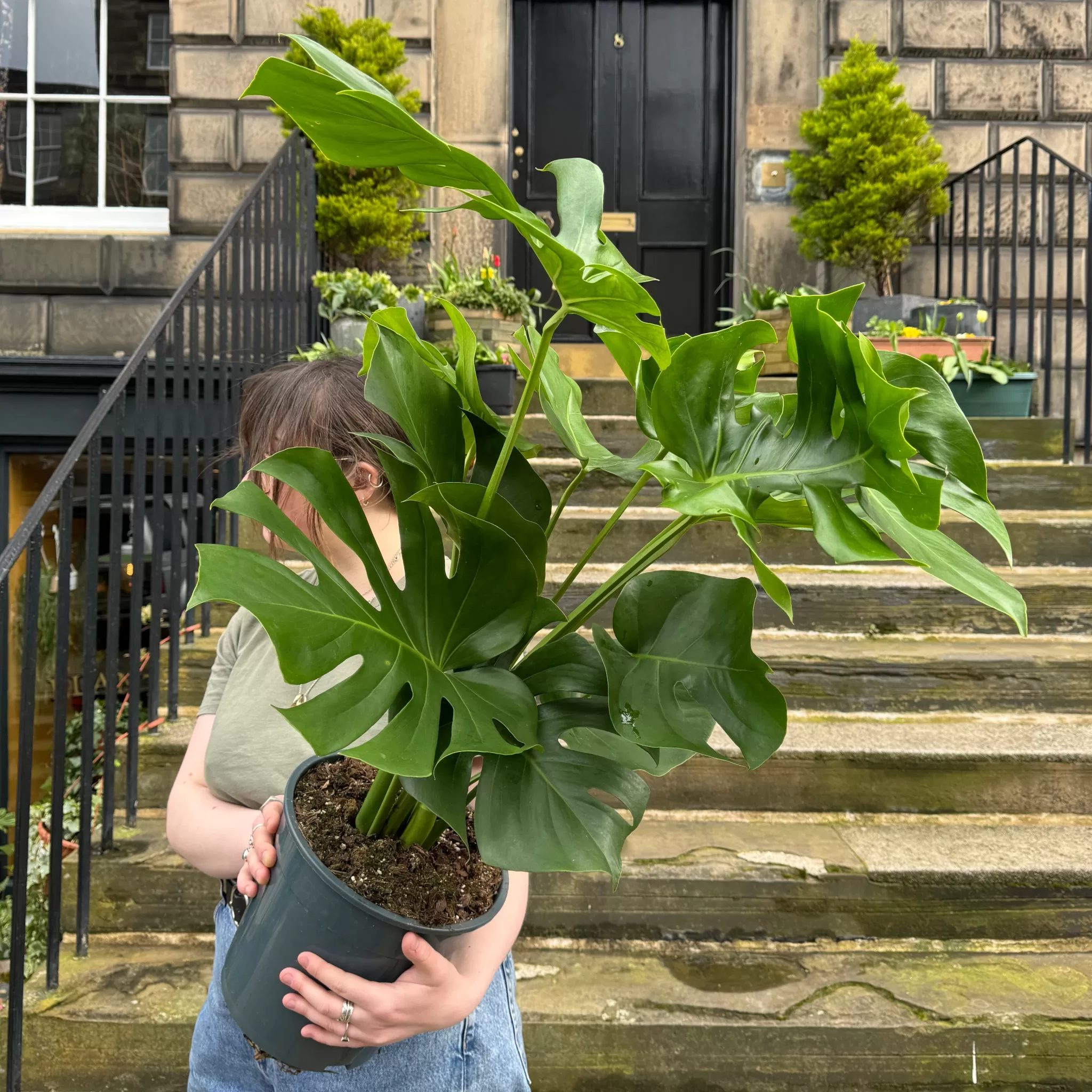 grow urban Monstera Deliciosa (80cm)- Monstera