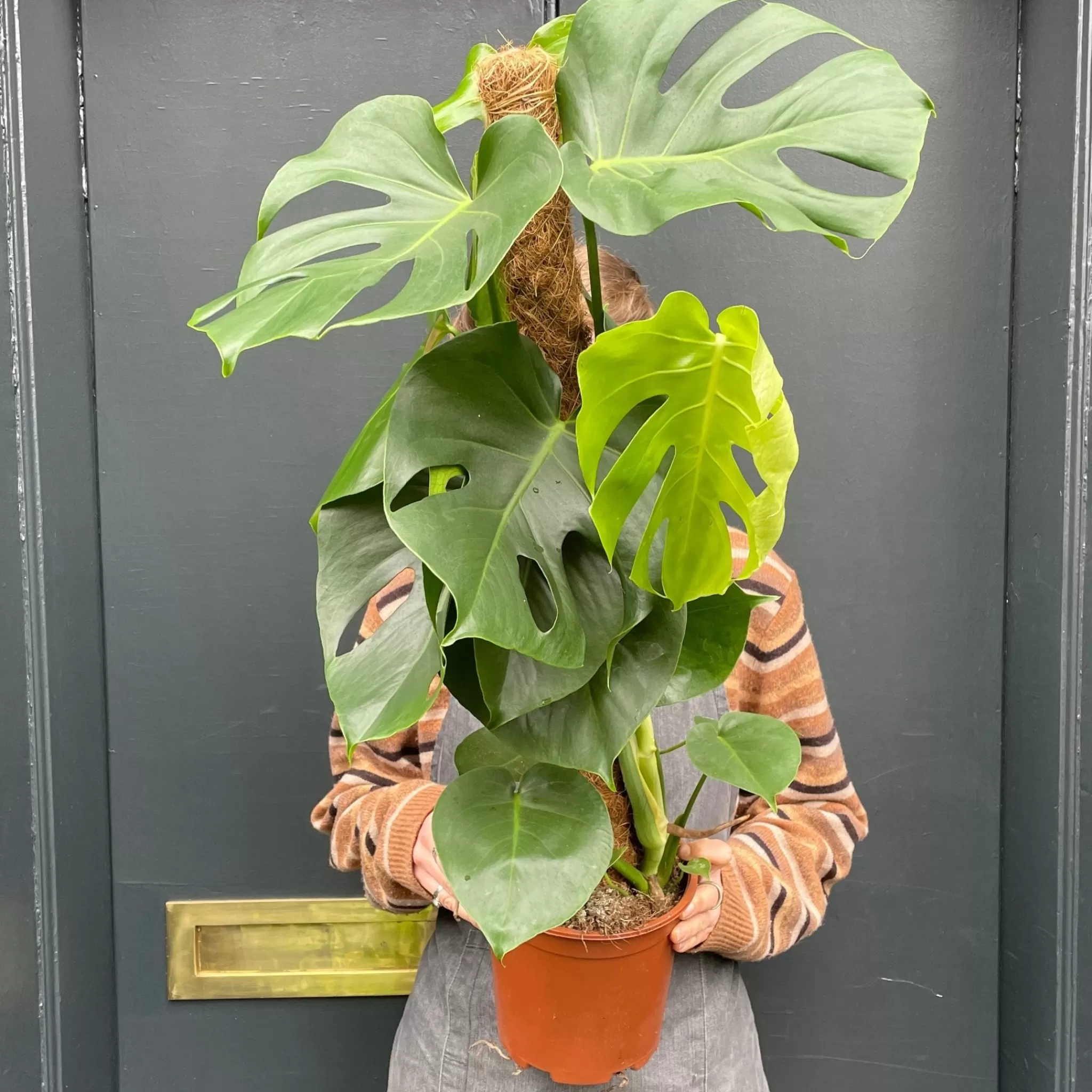 grow urban Monstera Deliciosa (80cm Moss Pole)- Monstera