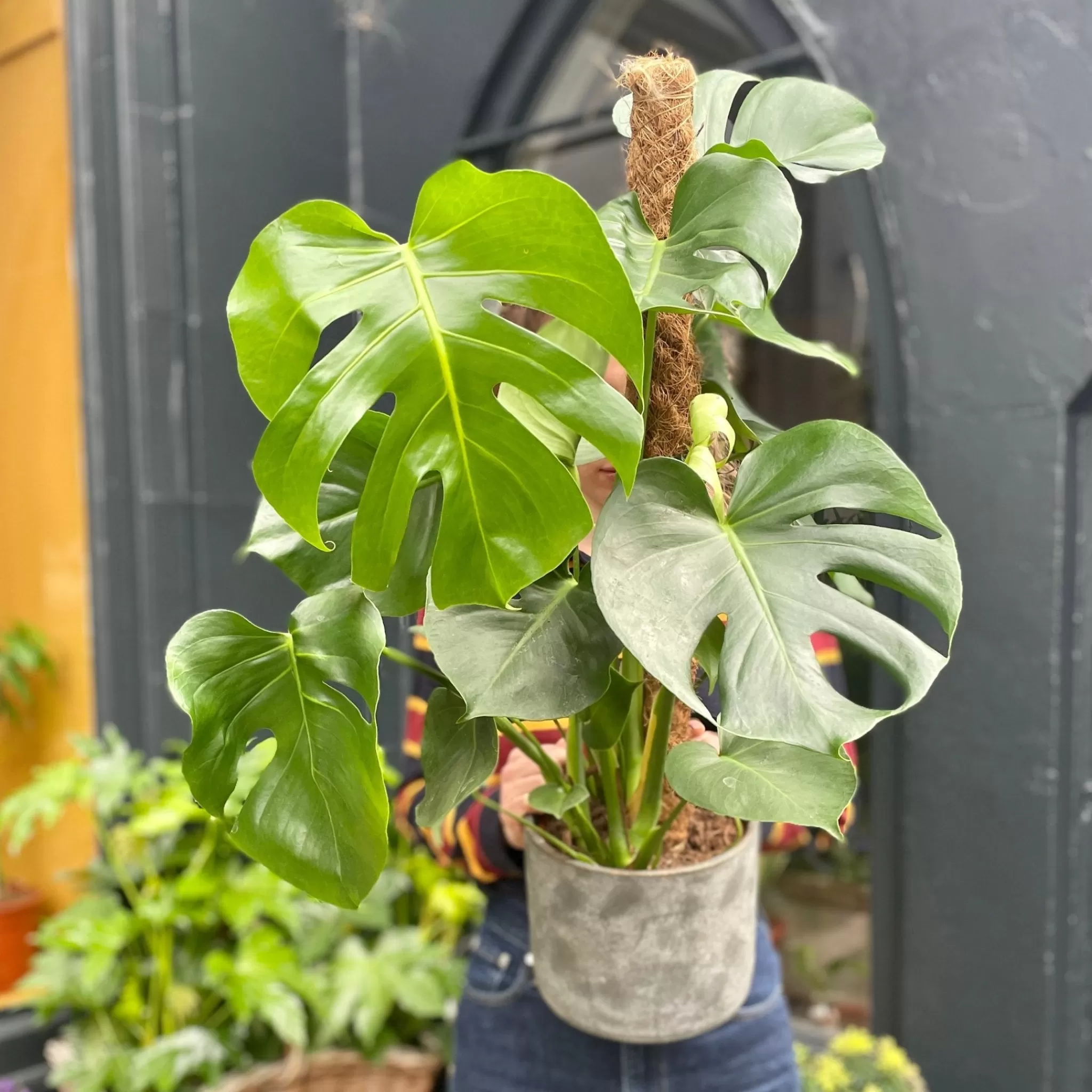 grow urban Monstera Deliciosa (80cm Moss Pole)- Monstera