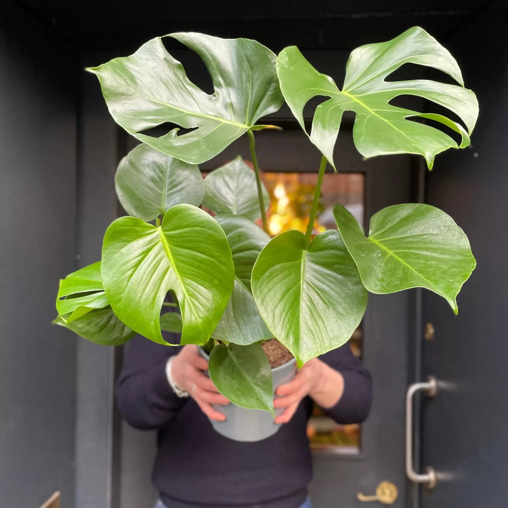 grow urban Monstera Deliciosa (21cm Pot)- Monstera | Shade Tolerant