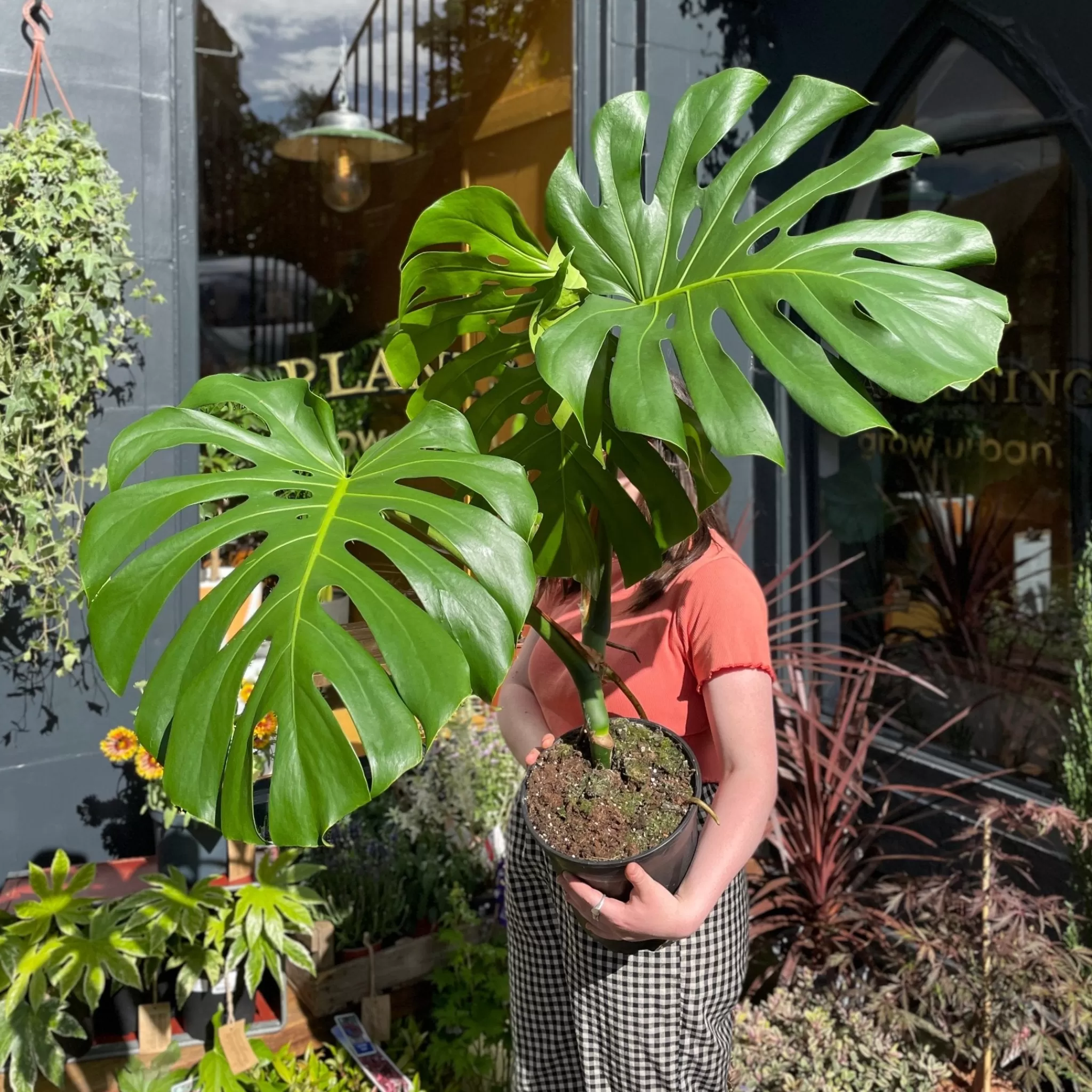 grow urban Monstera Deliciosa (24cm Pot)- Monstera
