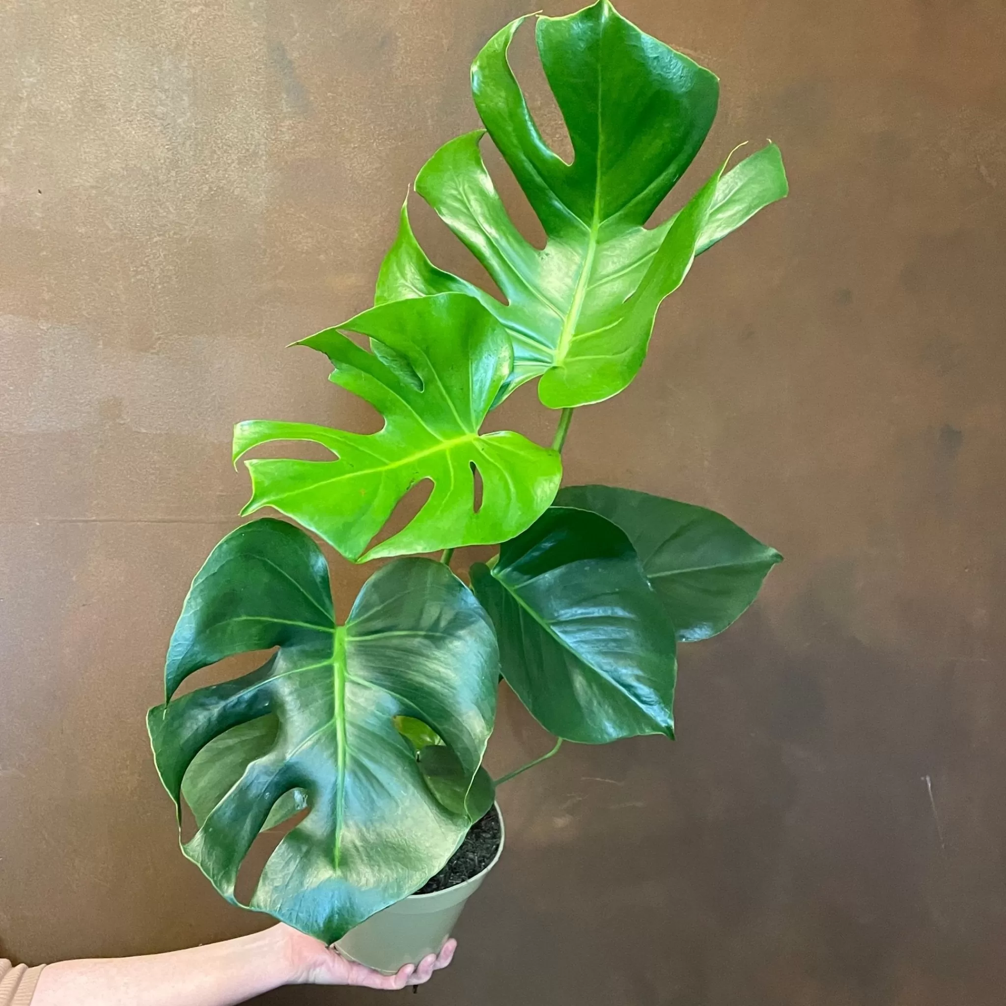 grow urban Monstera Deliciosa (15cm Pot)- Monstera