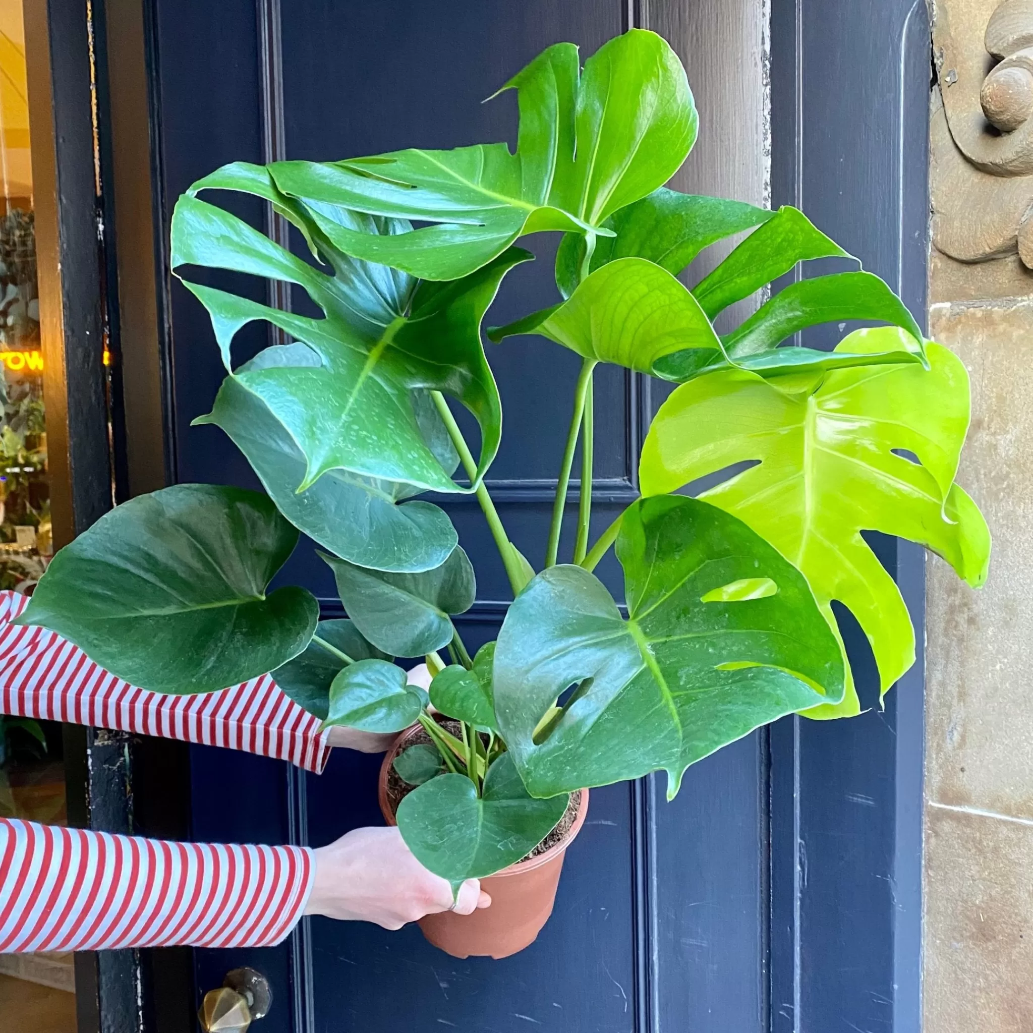 grow urban Monstera Deliciosa (19cm Pot)- Monstera