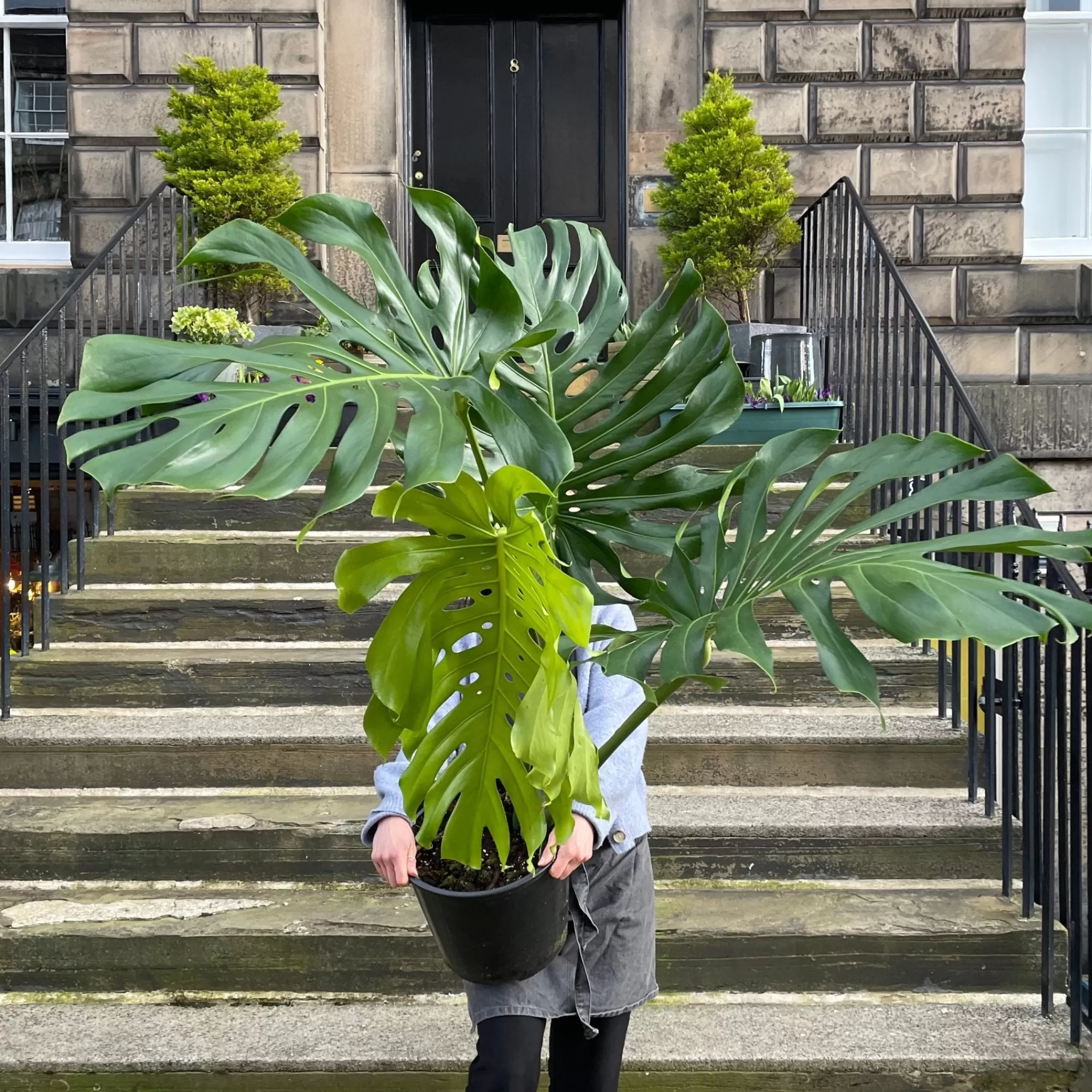 grow urban Monstera Deliciosa (32cm Pot)- Monstera