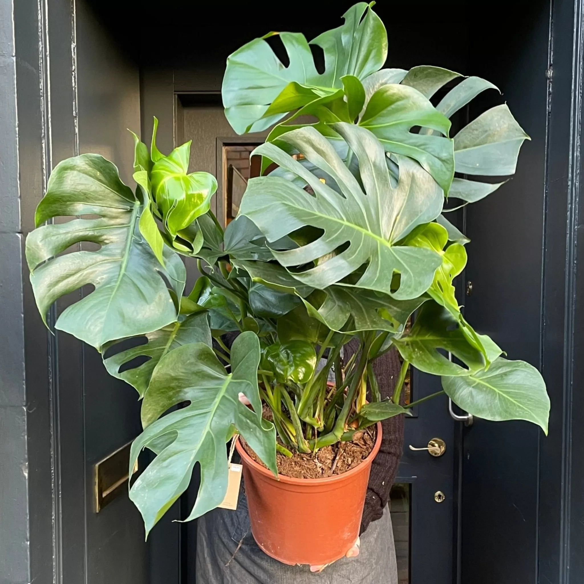 grow urban Monstera Deliciosa (30cm Pot)- Monstera