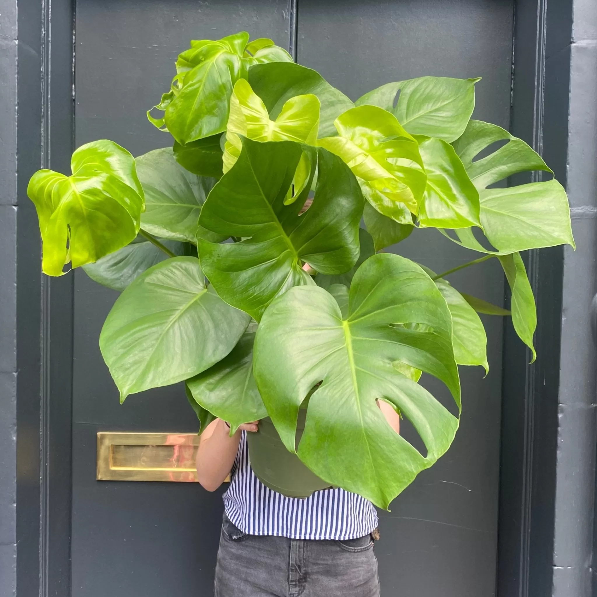 grow urban Monstera Deliciosa (27cm Pot)- Monstera