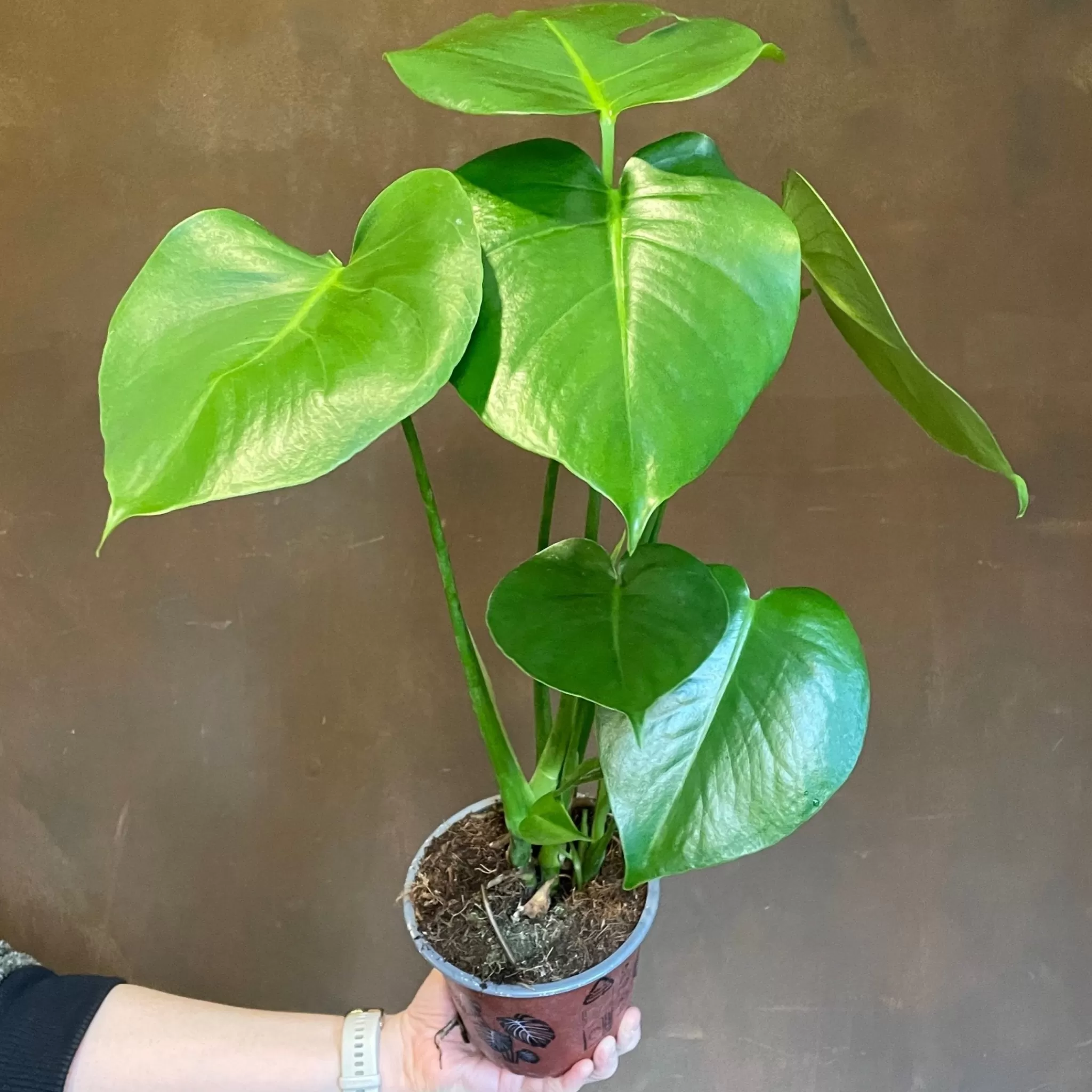 grow urban Monstera Deliciosa (14cm Pot)- Shade Tolerant | Easy Care