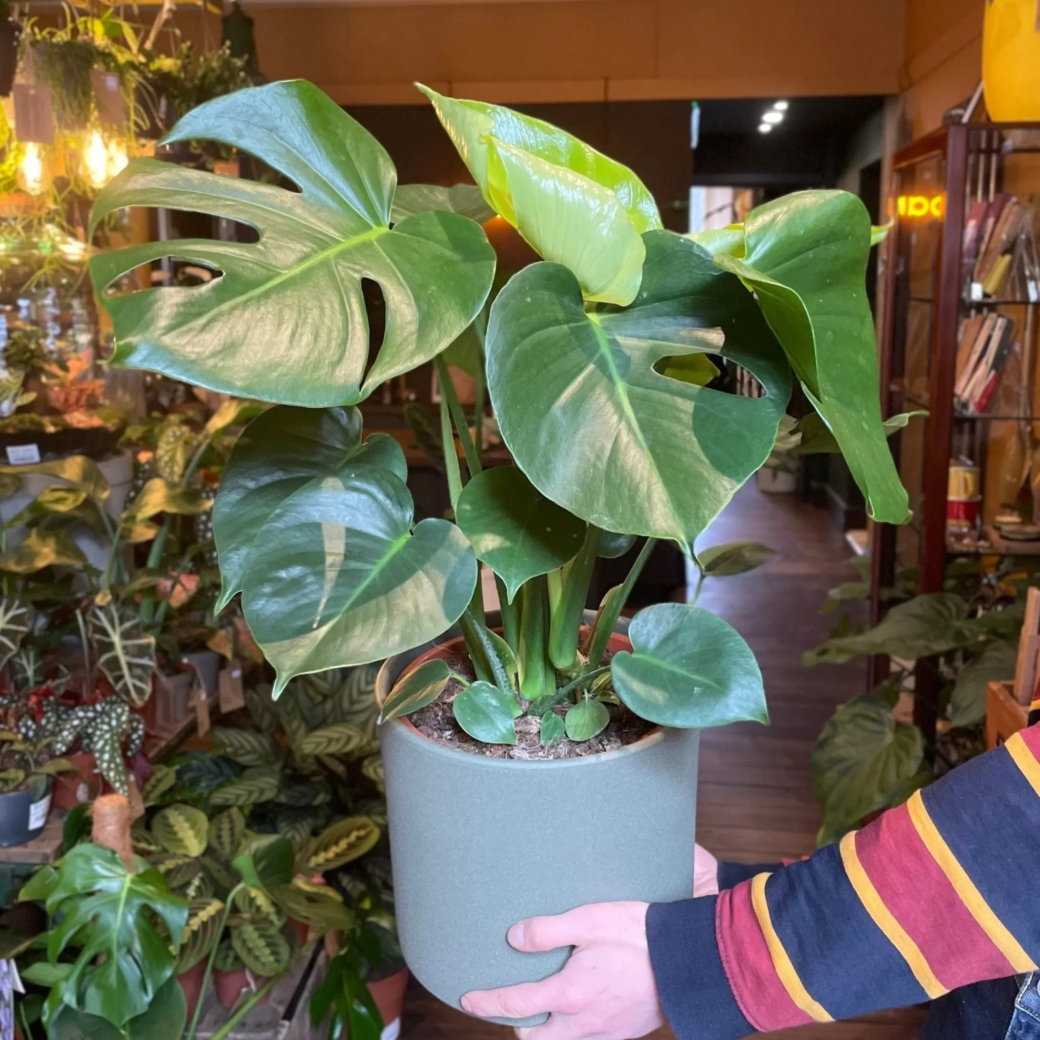 grow urban Monstera Deliciosa (21cm Pot)- Monstera | Shade Tolerant