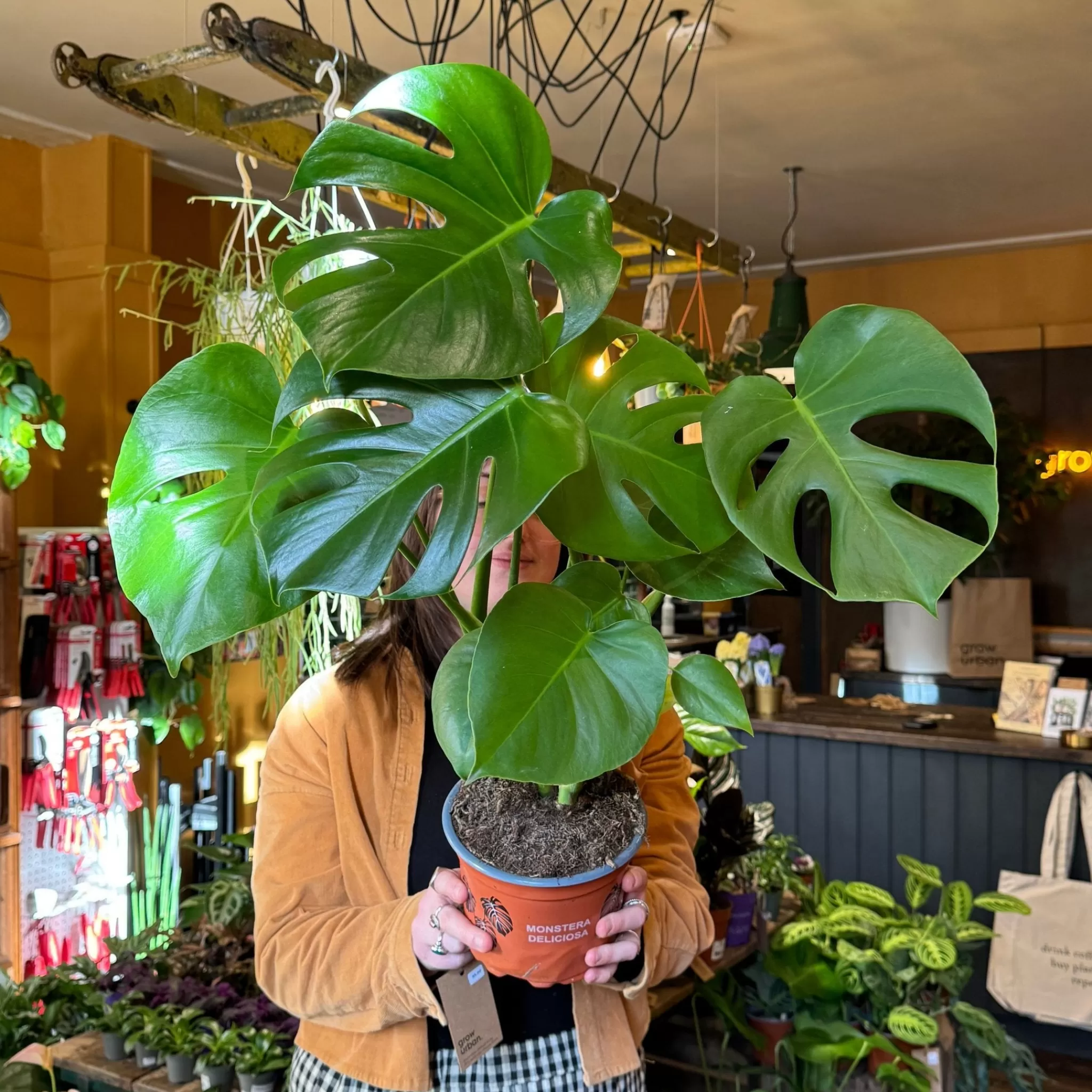 grow urban Monstera Deliciosa (17cm Pot)- Monstera | Shade Tolerant