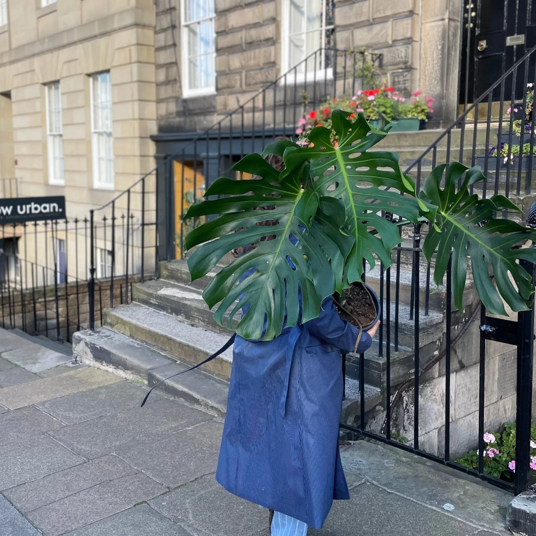 grow urban Monstera Deliciosa (24cm Pot)- Monstera