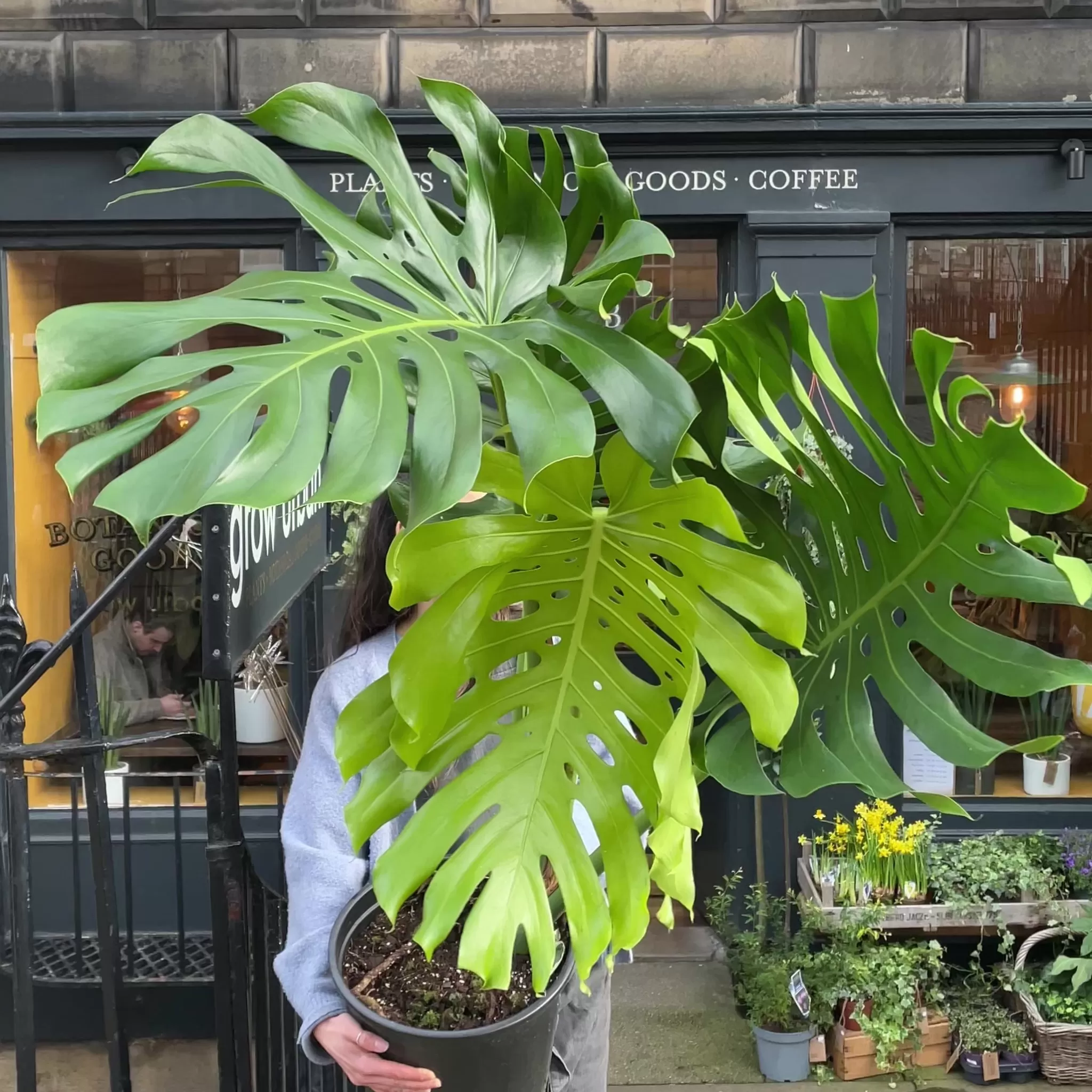 grow urban Monstera Deliciosa (32cm Pot)- Monstera